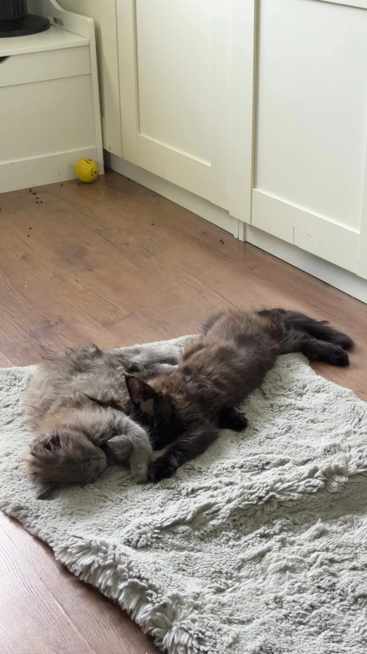 Two kittens, one gray and one brown, are cuddling and lying on a plush white rug on a wooden floor in a room with white cabinets and a yellow ball in the background.