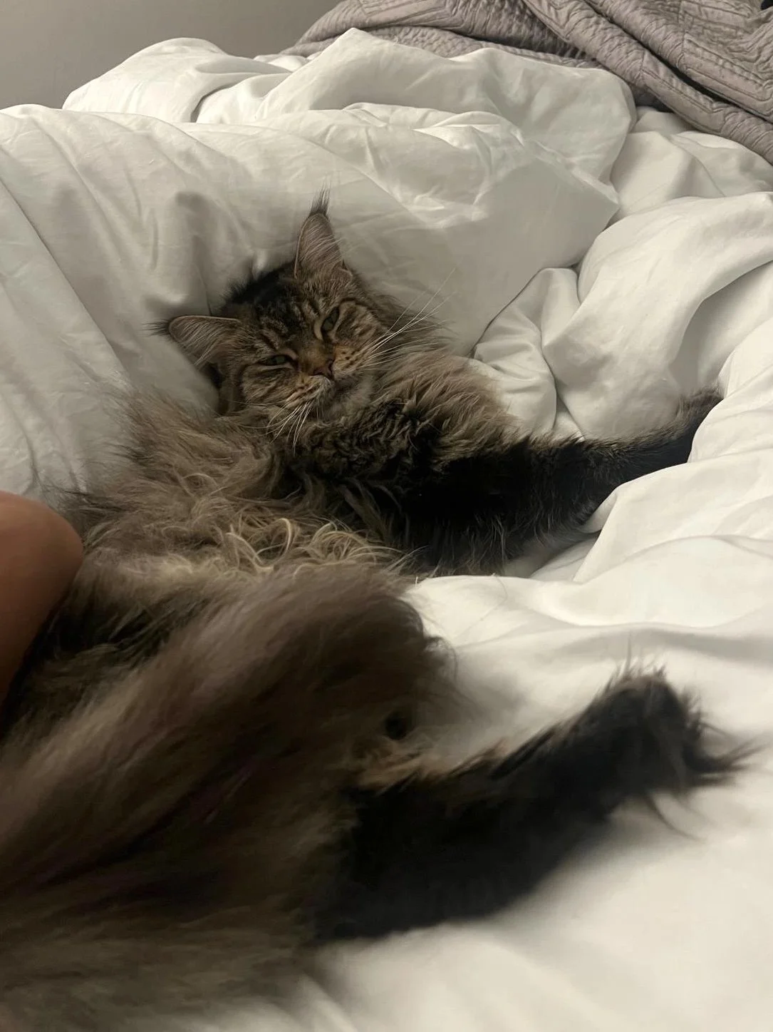 A fluffy, long-haired tabby cat lying on a bed surrounded by white bedding, looking relaxed and content.