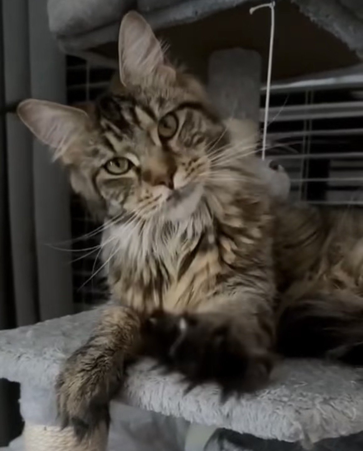 A fluffy tabby cat with black markings lying on a grey scratching post or pet bed, looking at the camera.