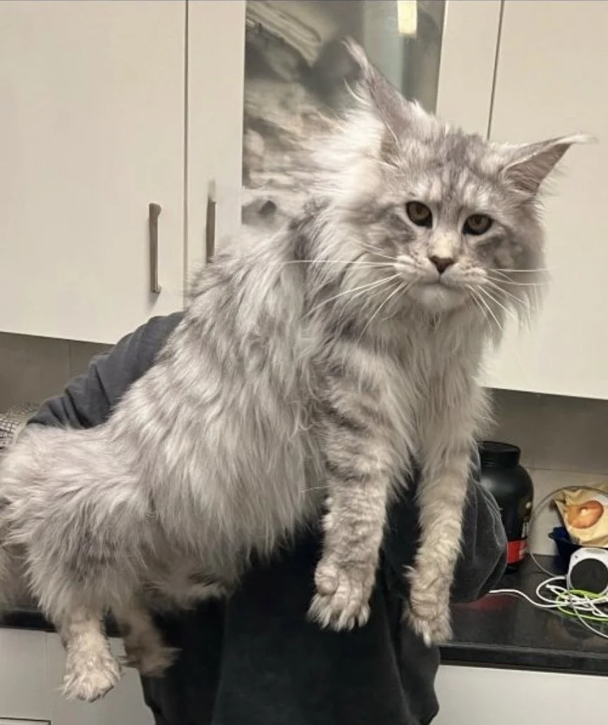 A large gray tabby cat with long fur being held in a person’s arms in a kitchen.