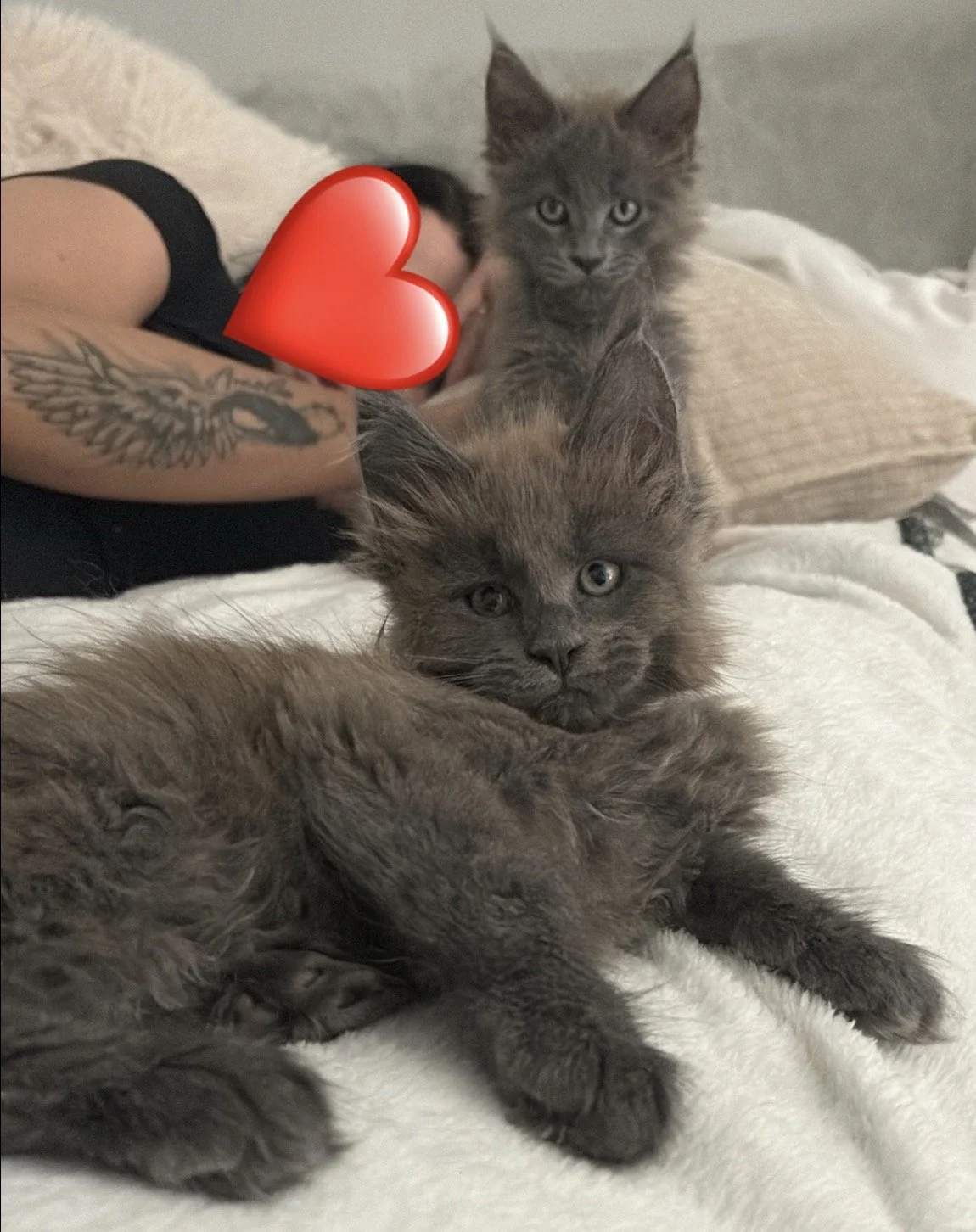 Three gray kittens resting on a bed with a person lying next to them, partially covered by a beige blanket. One kitten looks directly at the camera, while the other two are resting.