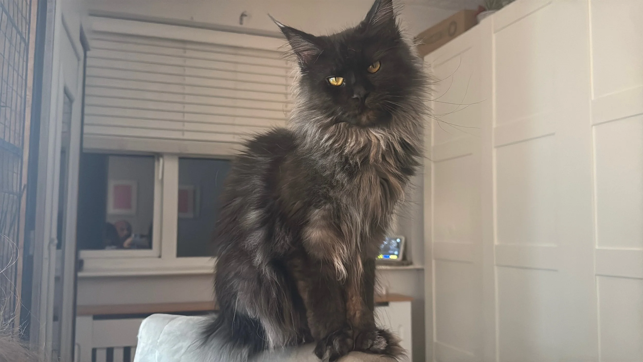 A fluffy black and gray long-haired cat with yellow eyes sitting on a surface in a room with white tiled walls, a window with closed blinds, and a glimpse of a person in the background.