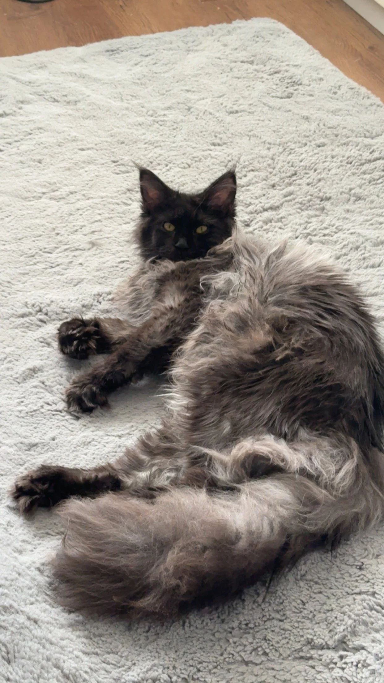 A black and gray long-haired cat lying on its back on a cream-colored fuzzy rug, with hardwood floor visible.
