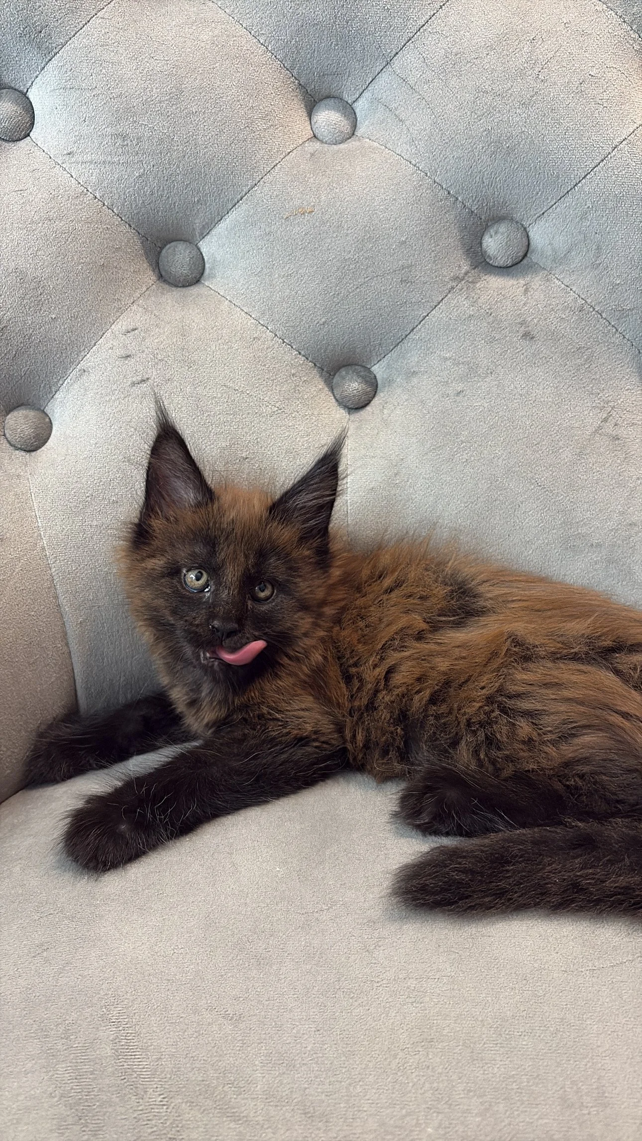 A young tortoiseshell kitten lying on a beige tufted chair, with its tongue slightly sticking out.