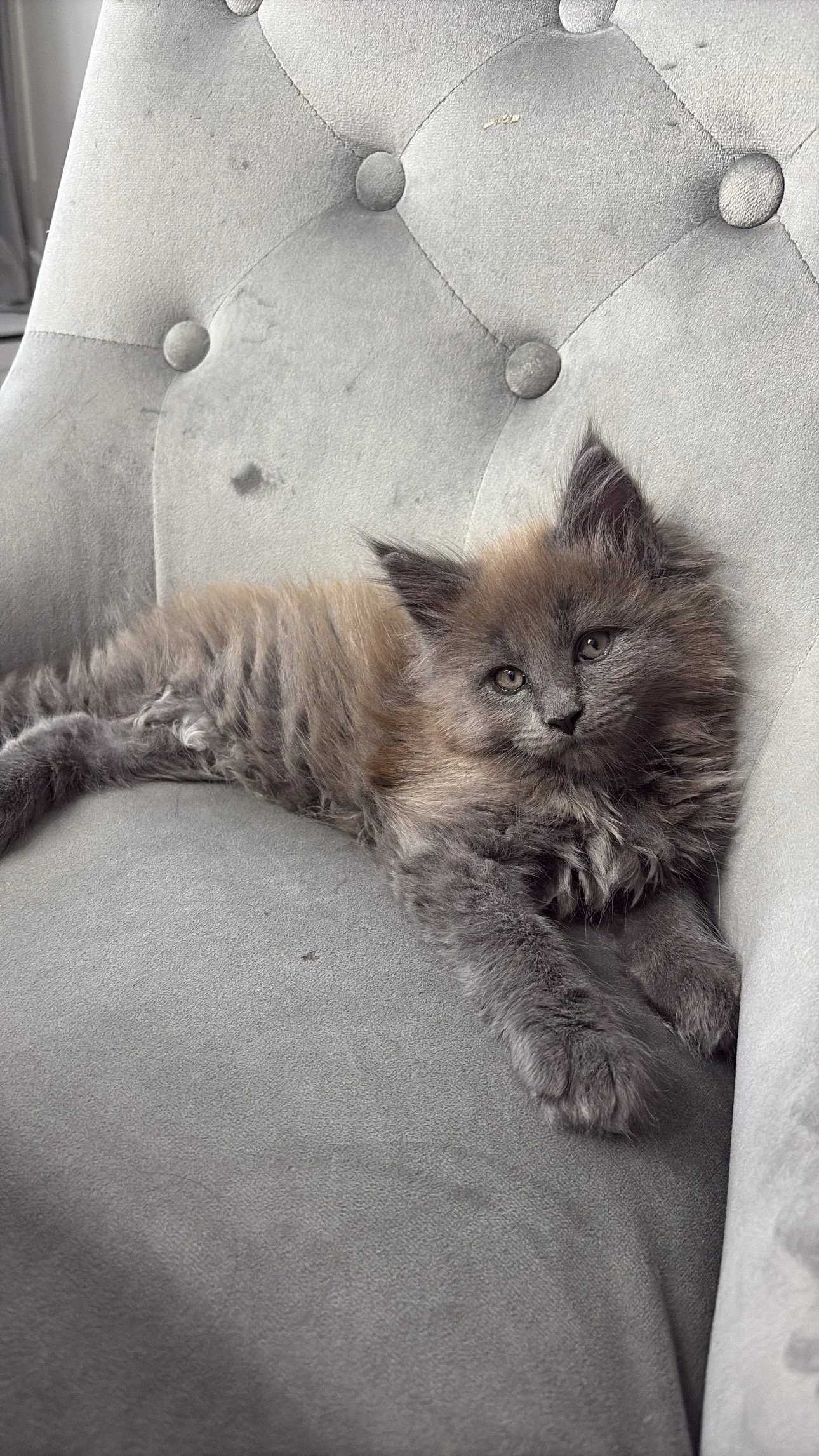 A young gray and brown fluffy kitten lying on a gray upholstered chair with button tufting.