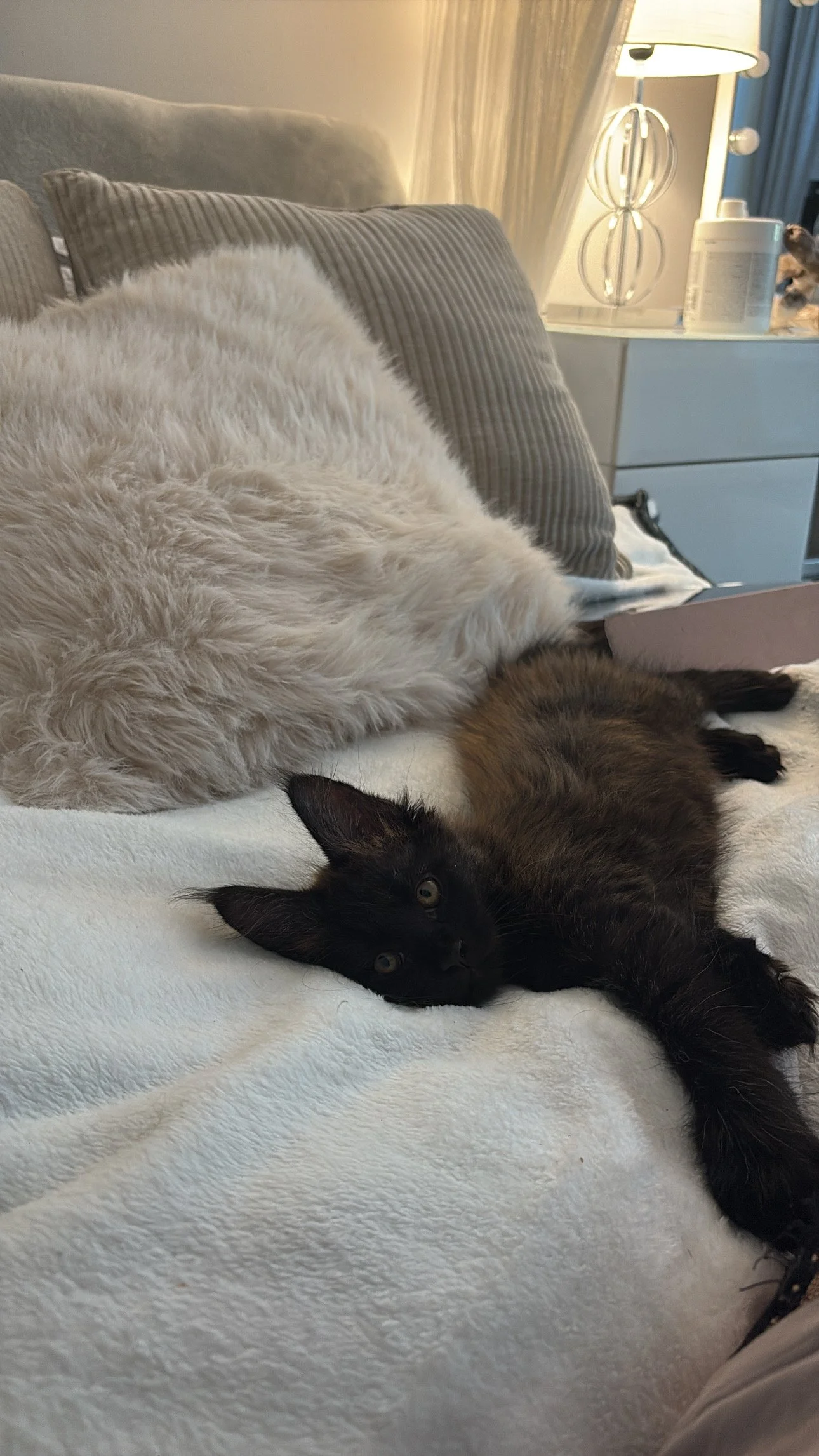A black kitten and a fluffy white cat lying together on a white bedspread in a cozy bedroom, with a bedside table, lamp, and curtains visible in the background.