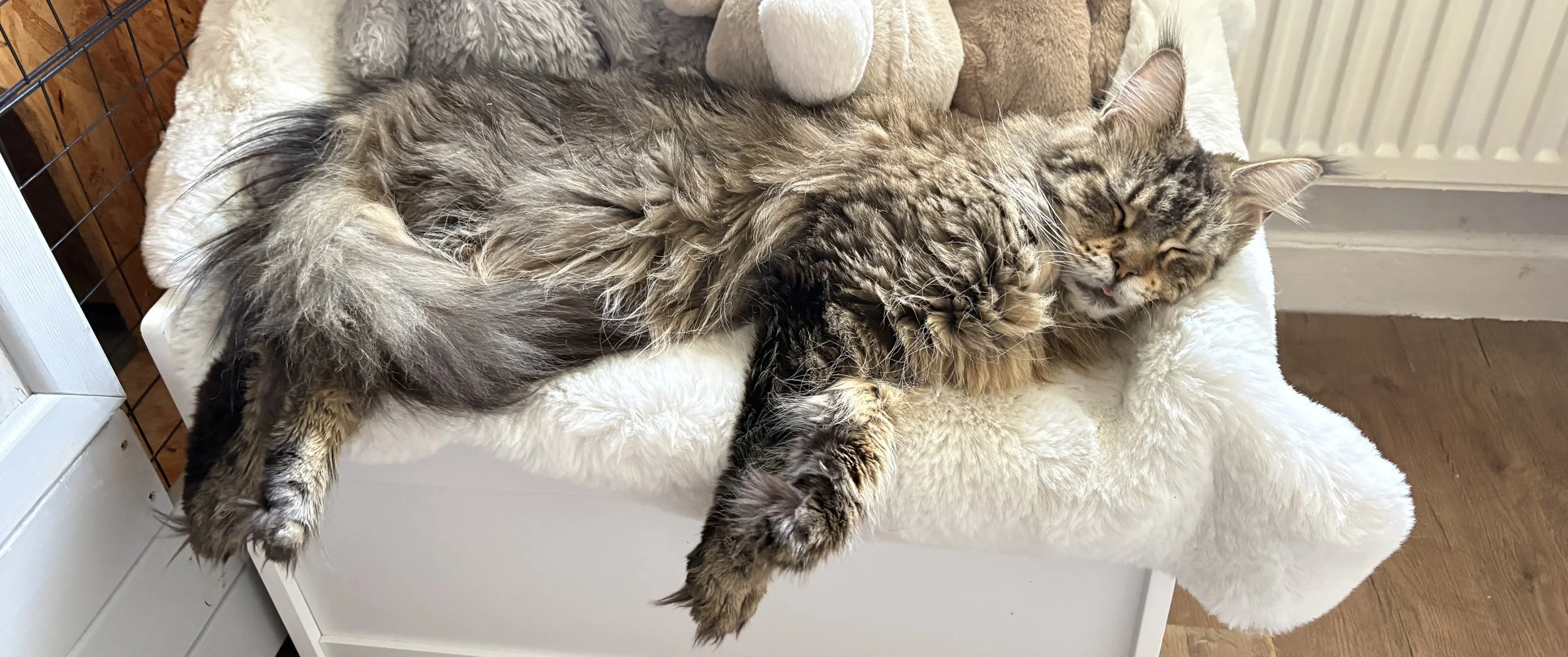 Two cats, one long-haired tabby and one short-haired striped, are cuddling and sleeping on a fluffy white surface, with the tabby appearing to lick the other.