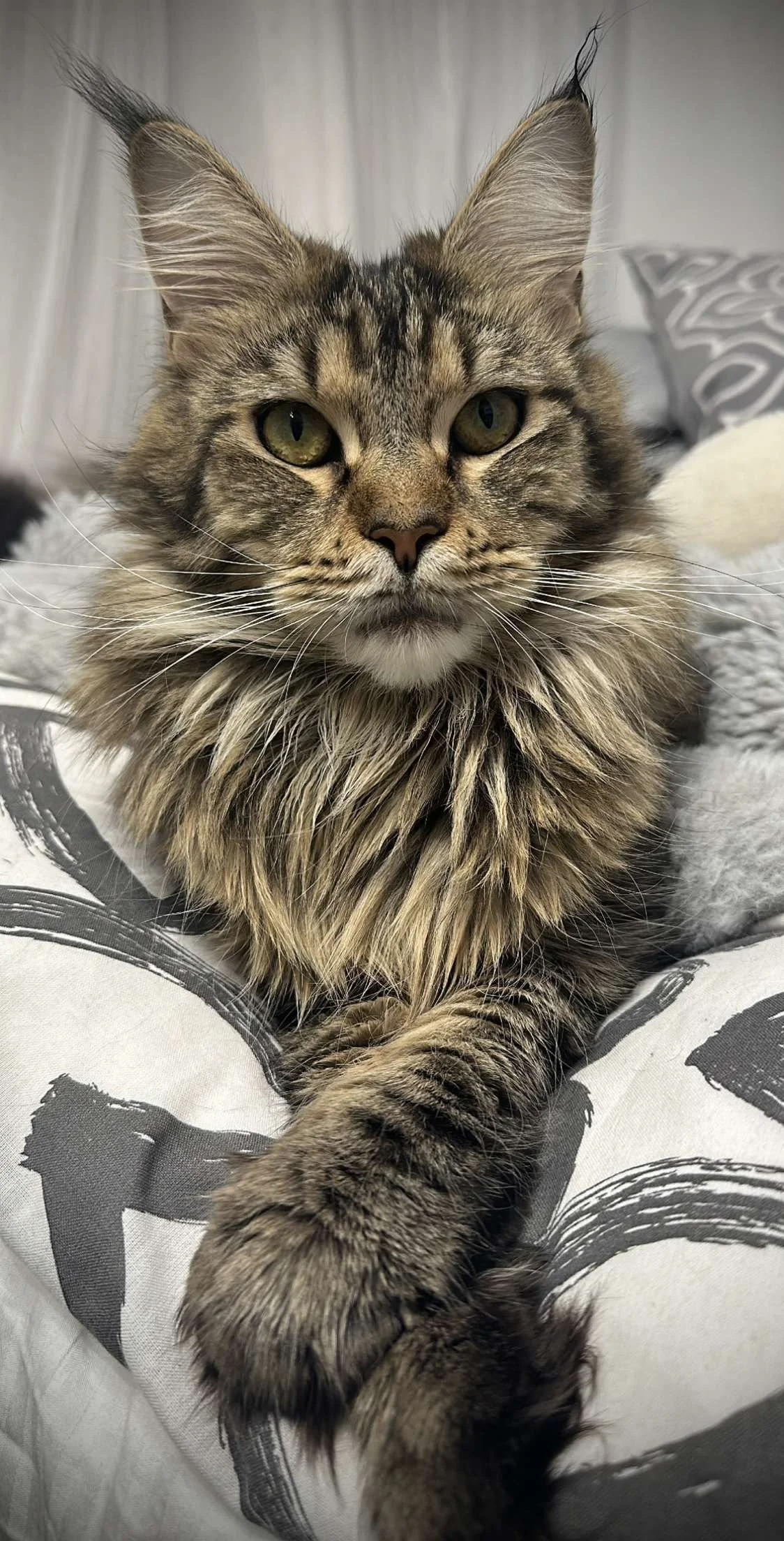 Close-up of a long-haired tabby cat with green eyes lounging on a patterned blanket.