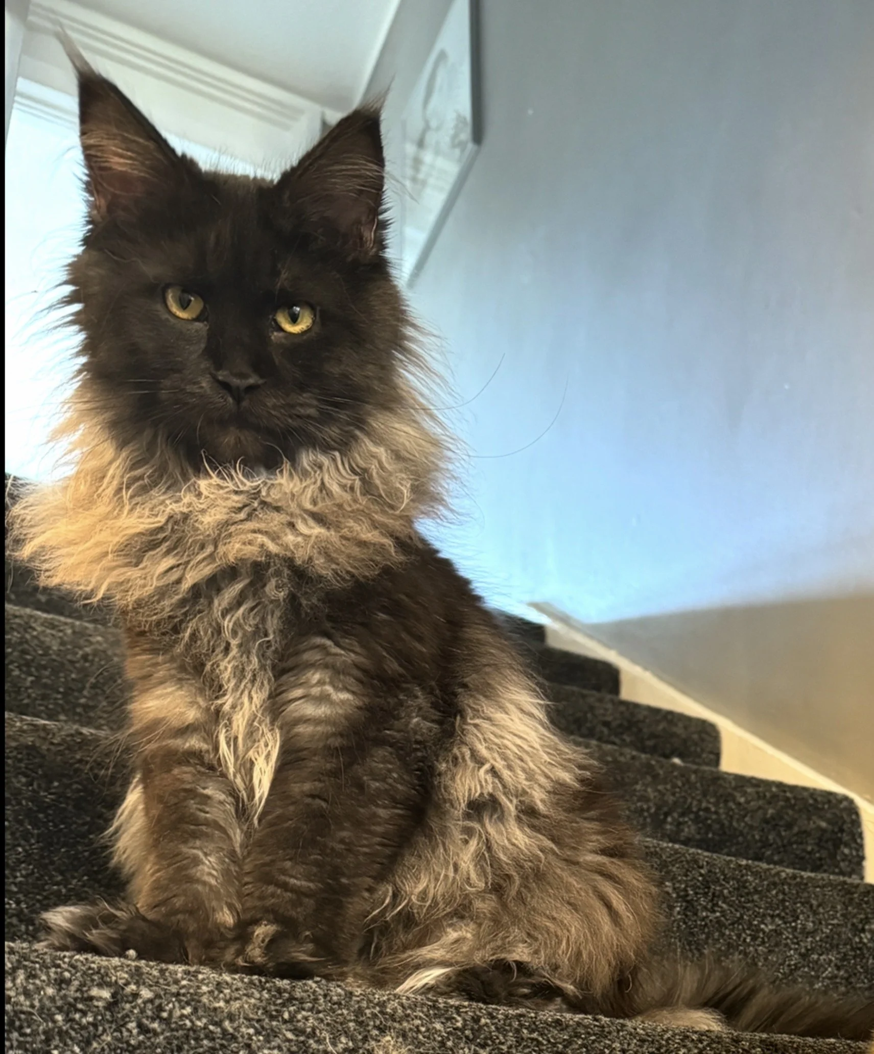 A fluffy black and brown cat with yellow eyes sitting on a black carpet, with a gray wall and doorway in the background.