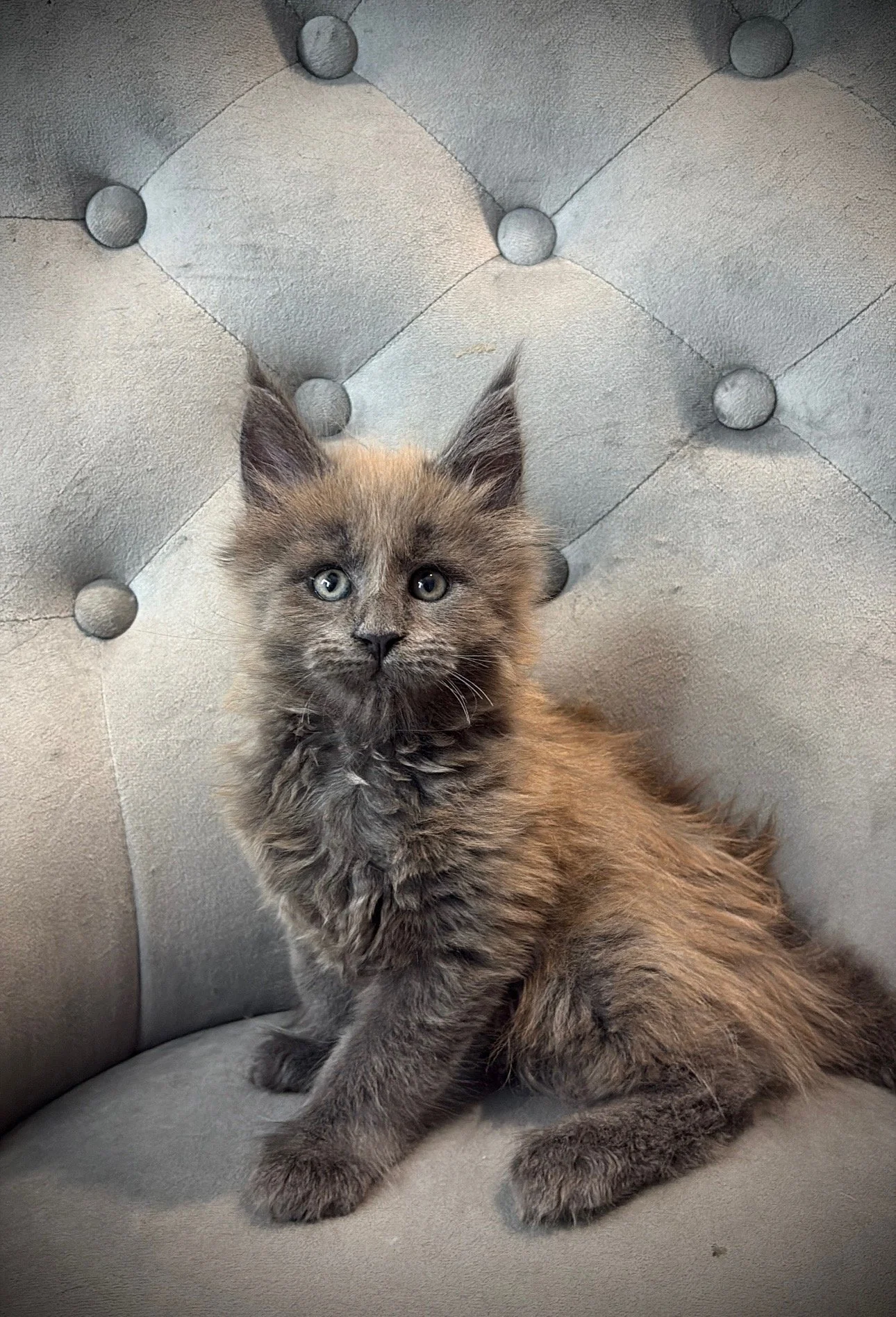 A fluffy gray and brown kitten with piercing eyes sitting on a gray, padded, tufted chair.