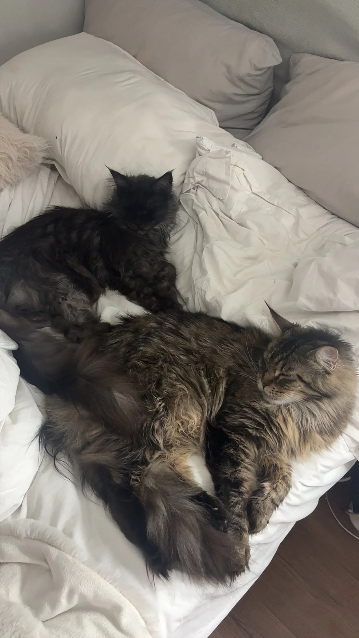 Two cats resting on a bed with white bedding and pillows, one black and the other brown tabby.