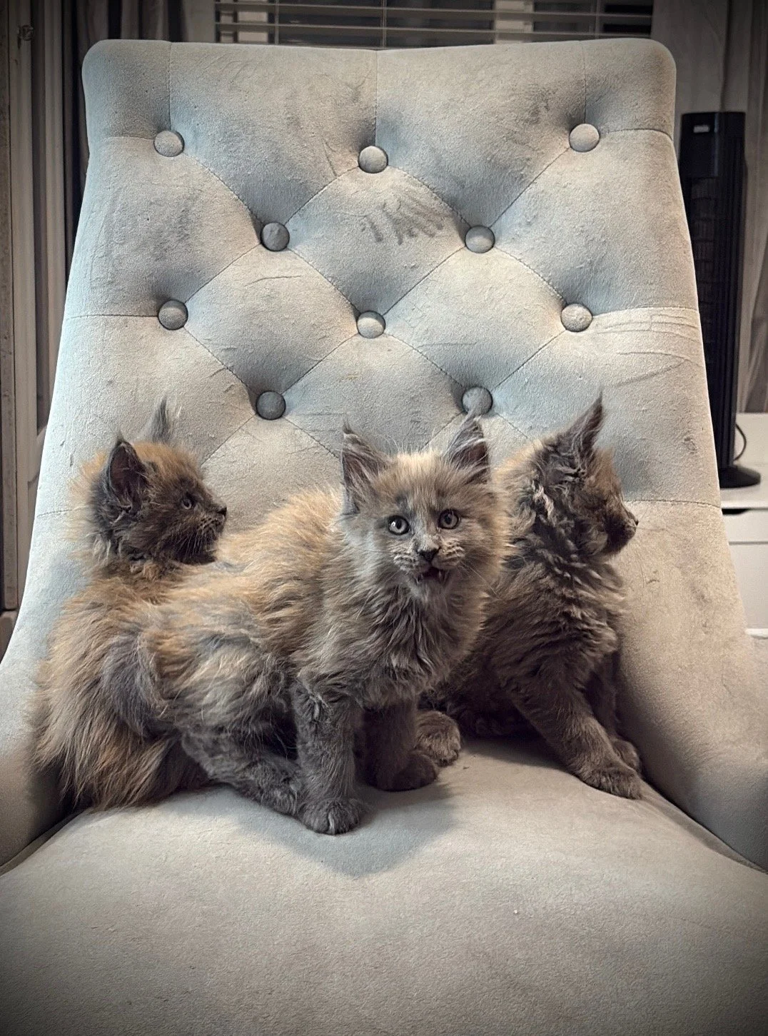 Three fluffy kittens sitting on a cream-colored, tufted, high-backed chair with buttons.