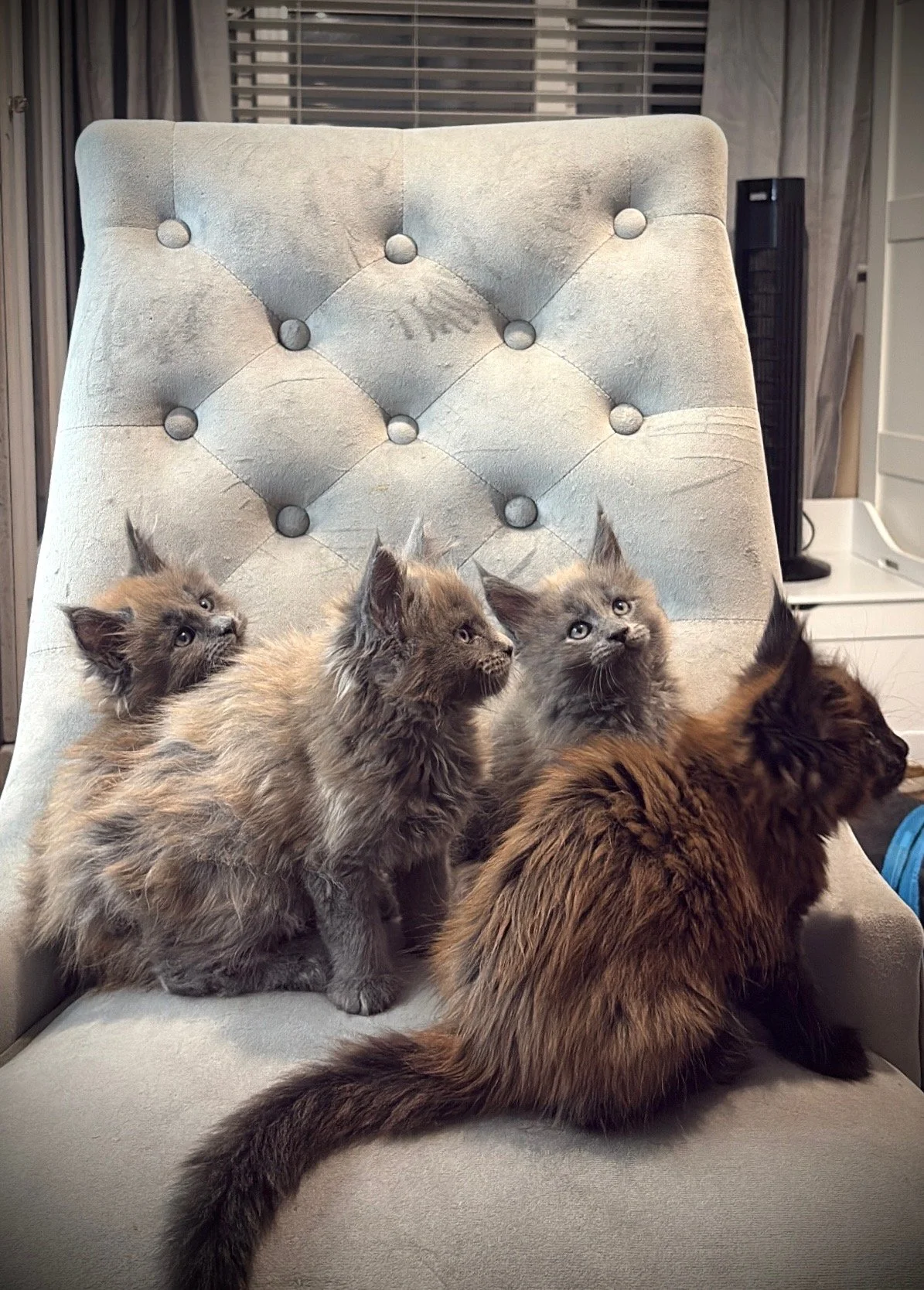 Four kittens and one adult cat sitting on a beige chair in front of a window with blinds.