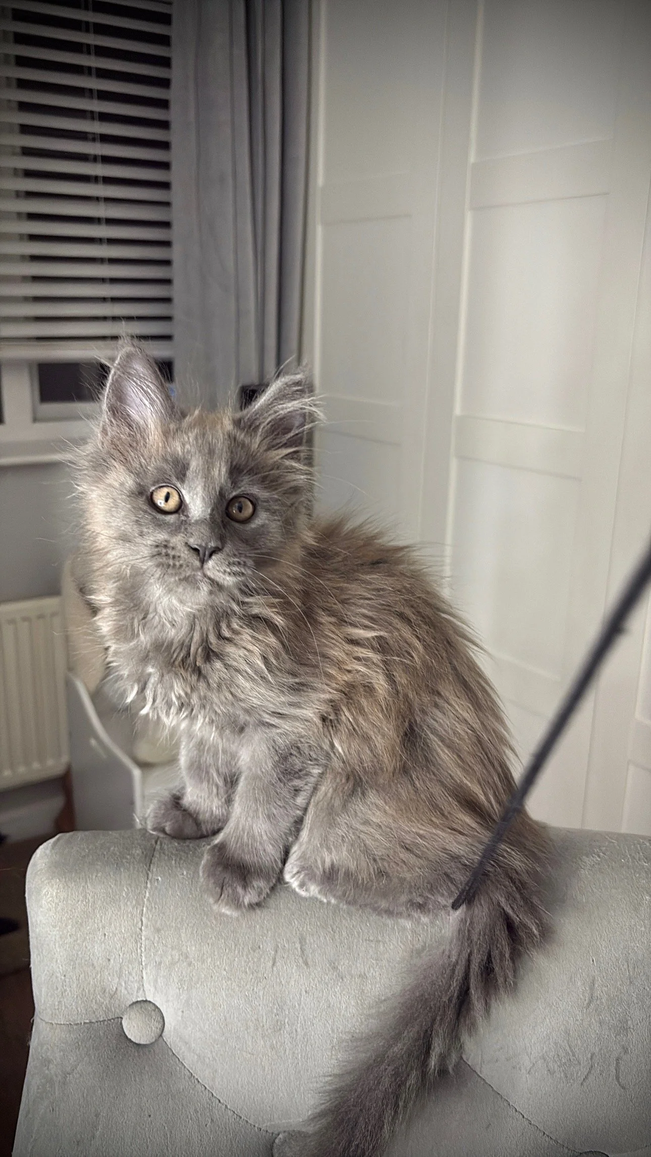 A fluffy gray kitten with yellow eyes sitting on a light-colored surface in a room with window blinds and curtains.