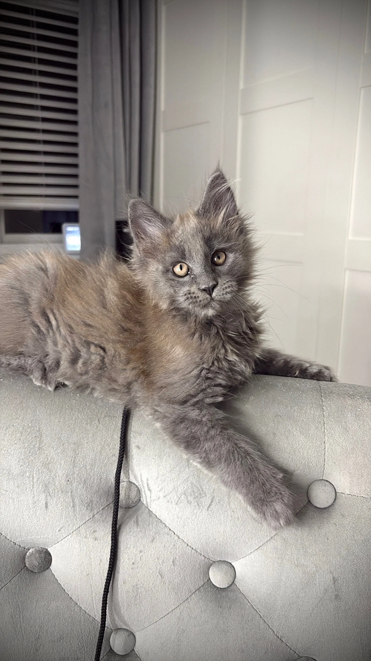 A fluffy gray kitten with yellow eyes laying on a light-colored tufted sofa.