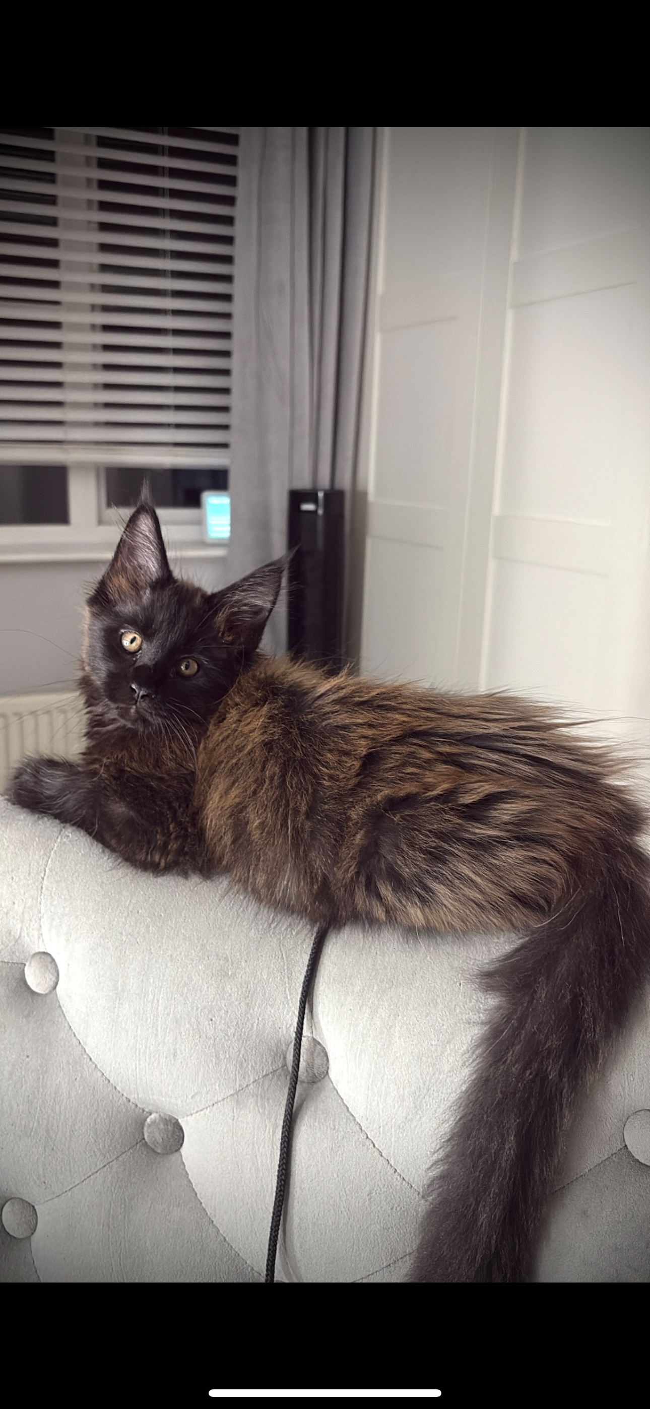 A brown and black long-haired kitten lying on a light-colored, tufted, upholstered surface, indoors, with a window and curtains in the background.