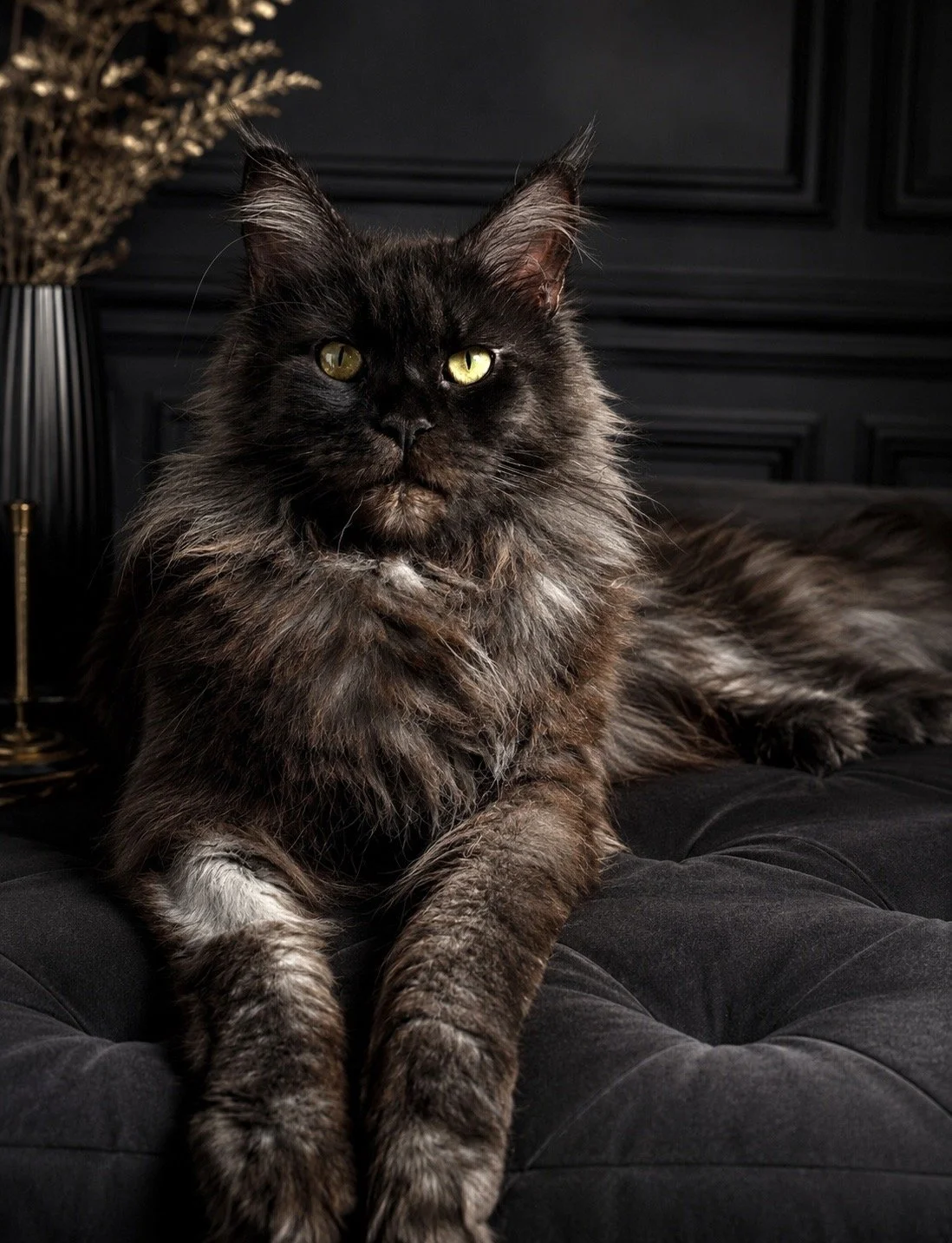 A long-haired black and gray cat with yellow eyes relaxing on a black velvet surface in a dark room with black paneled walls and a black and gold lamp in the background.