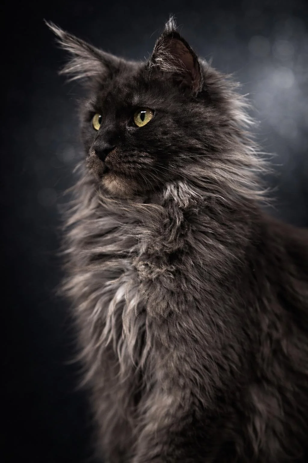 Close-up of a long-haired black and gray cat with yellow-green eyes, facing left against a dark background.