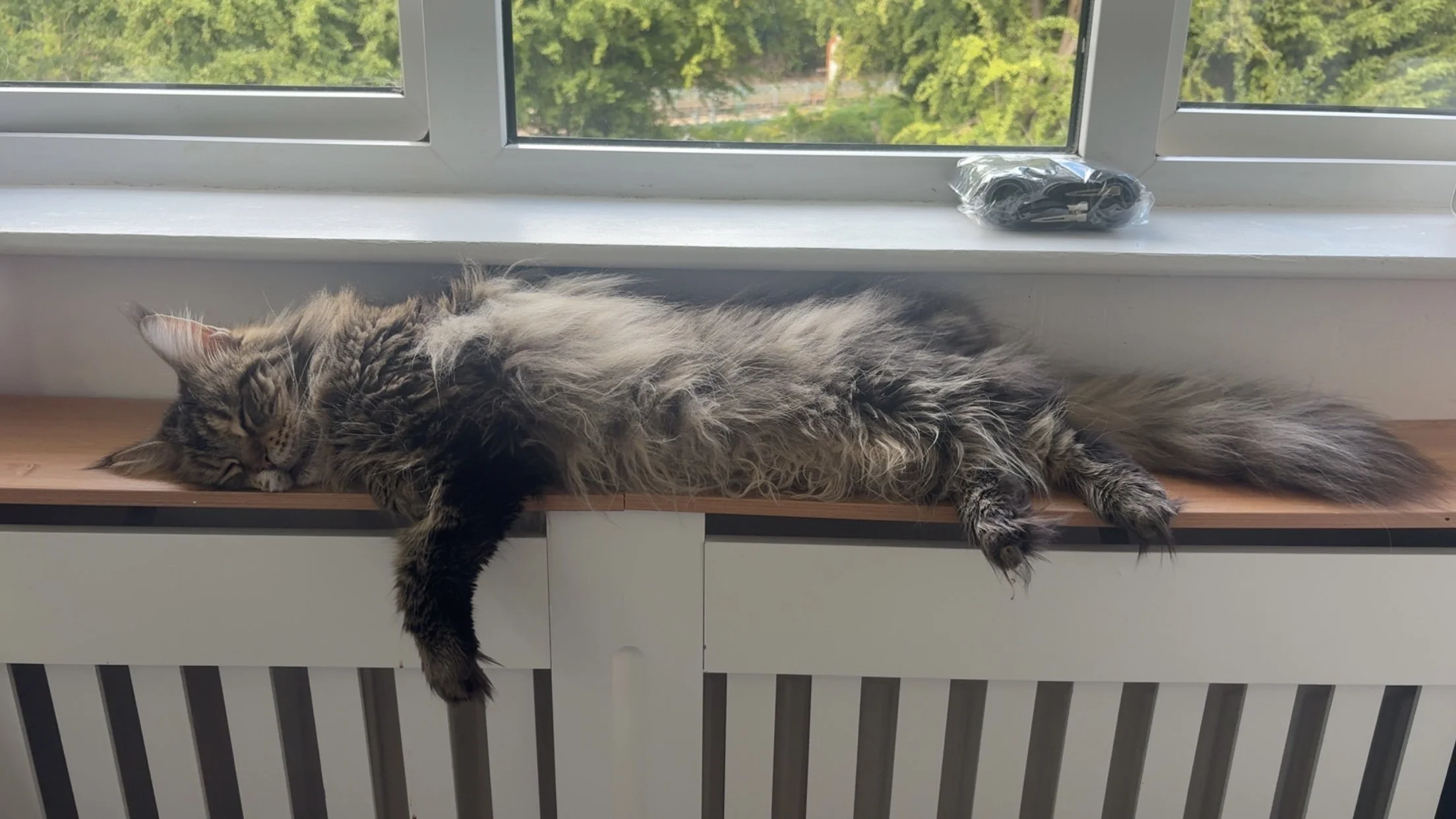A long-haired tabby cat sleeping on a windowsill with a view of green trees outside.