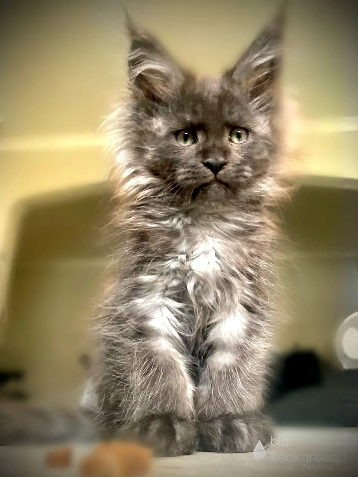 A fluffy gray kitten with yellow-green eyes sitting on a surface indoors.
