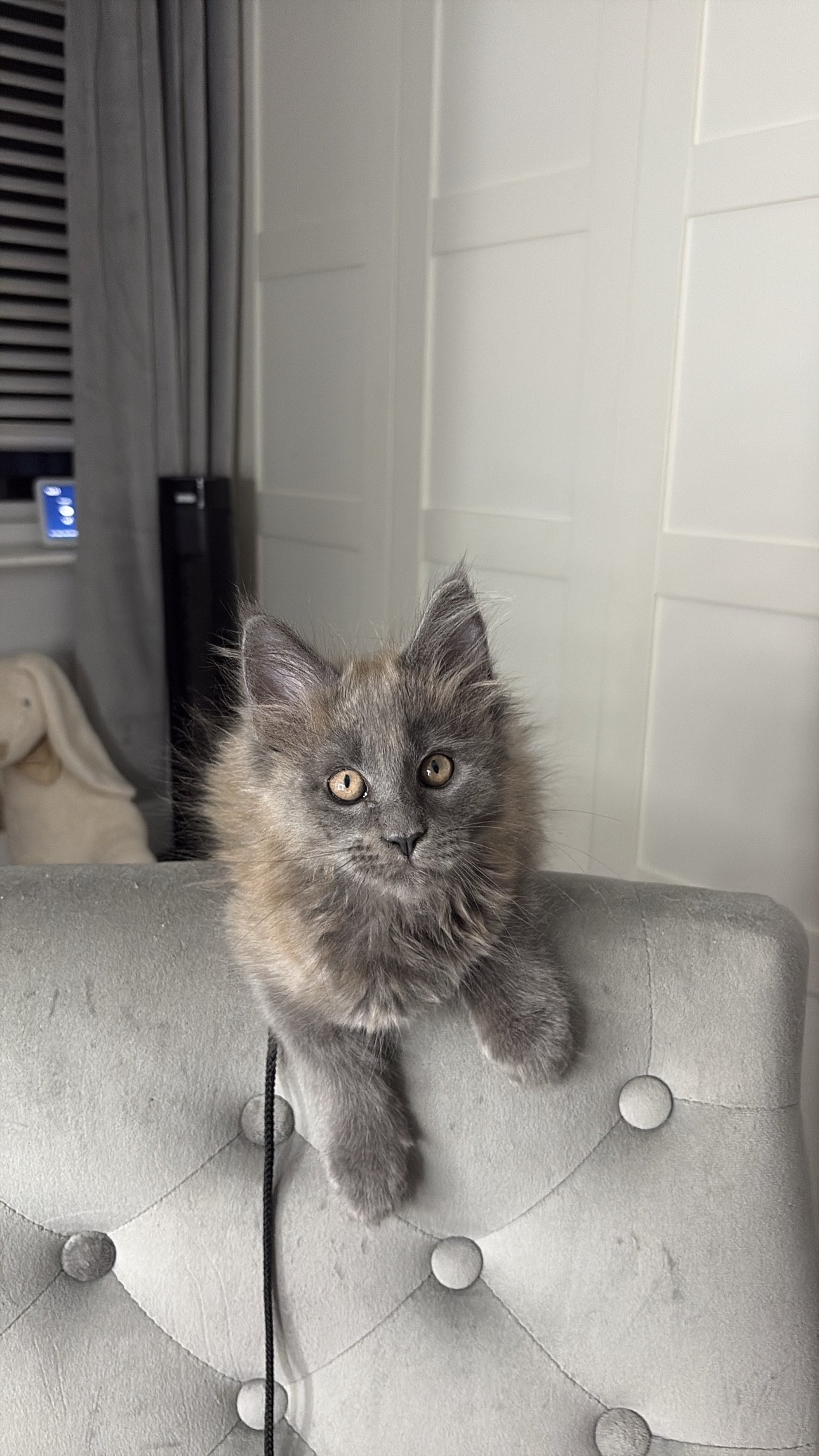 Cute gray and black kitten with yellow eyes sitting on a beige upholstered piece of furniture, in a room with a white wall, window with blinds, and a radiator in the background.