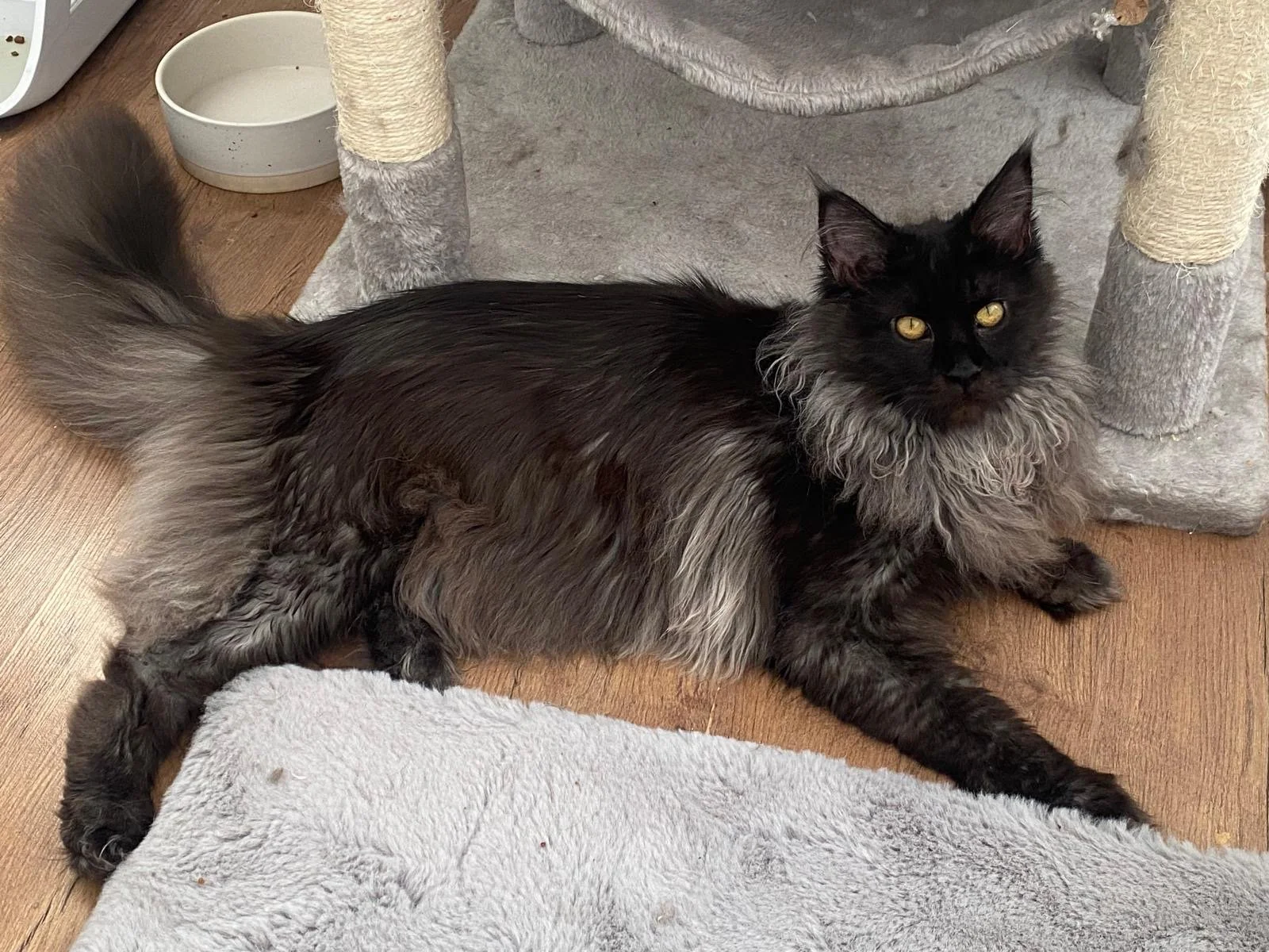 A long-haired black and gray cat lying on a beige carpet next to a grey cat tree, with a white dish nearby.