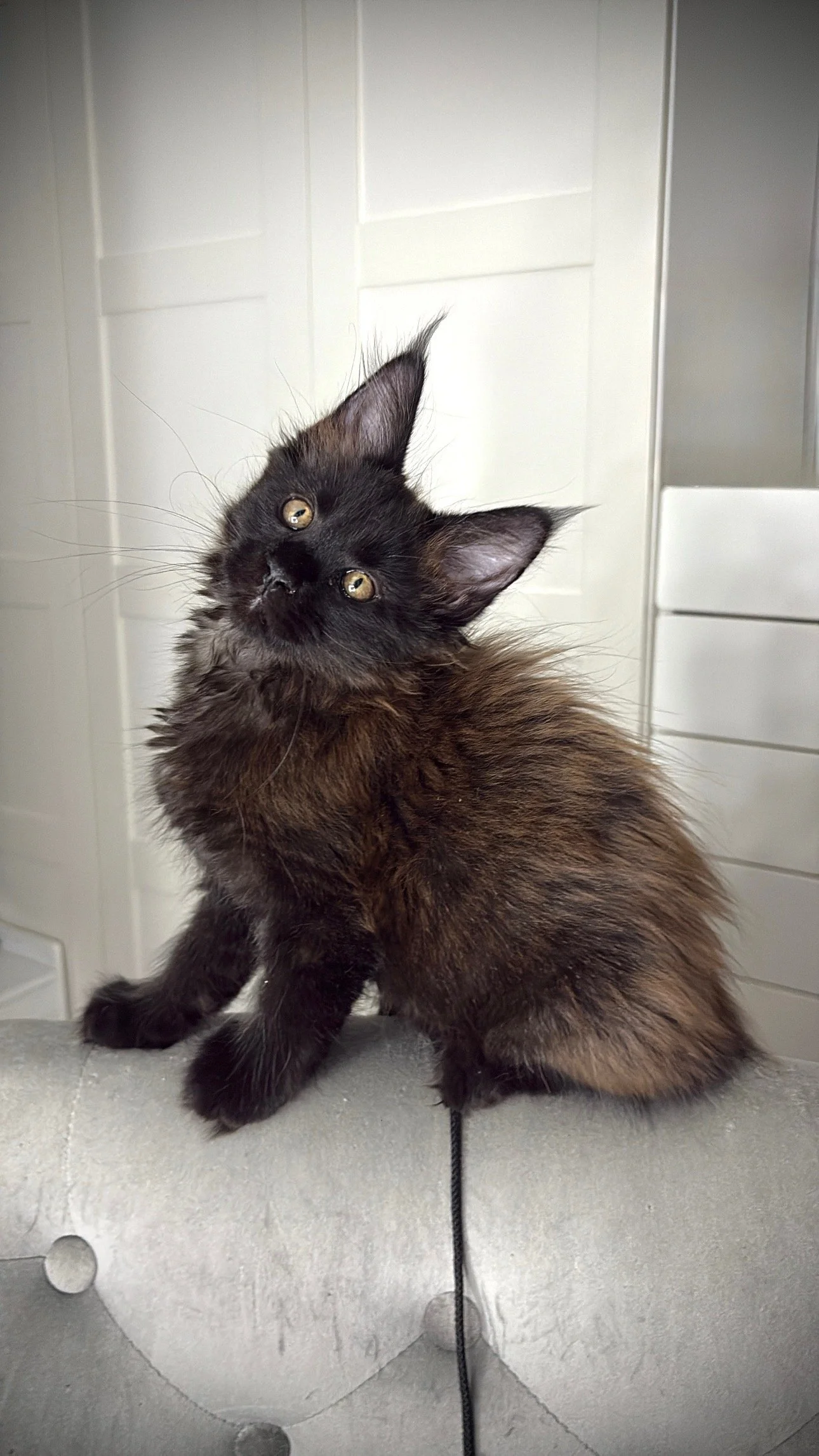 A fluffy black and brown kitten with large ears sitting on a gray surface in front of a white background.