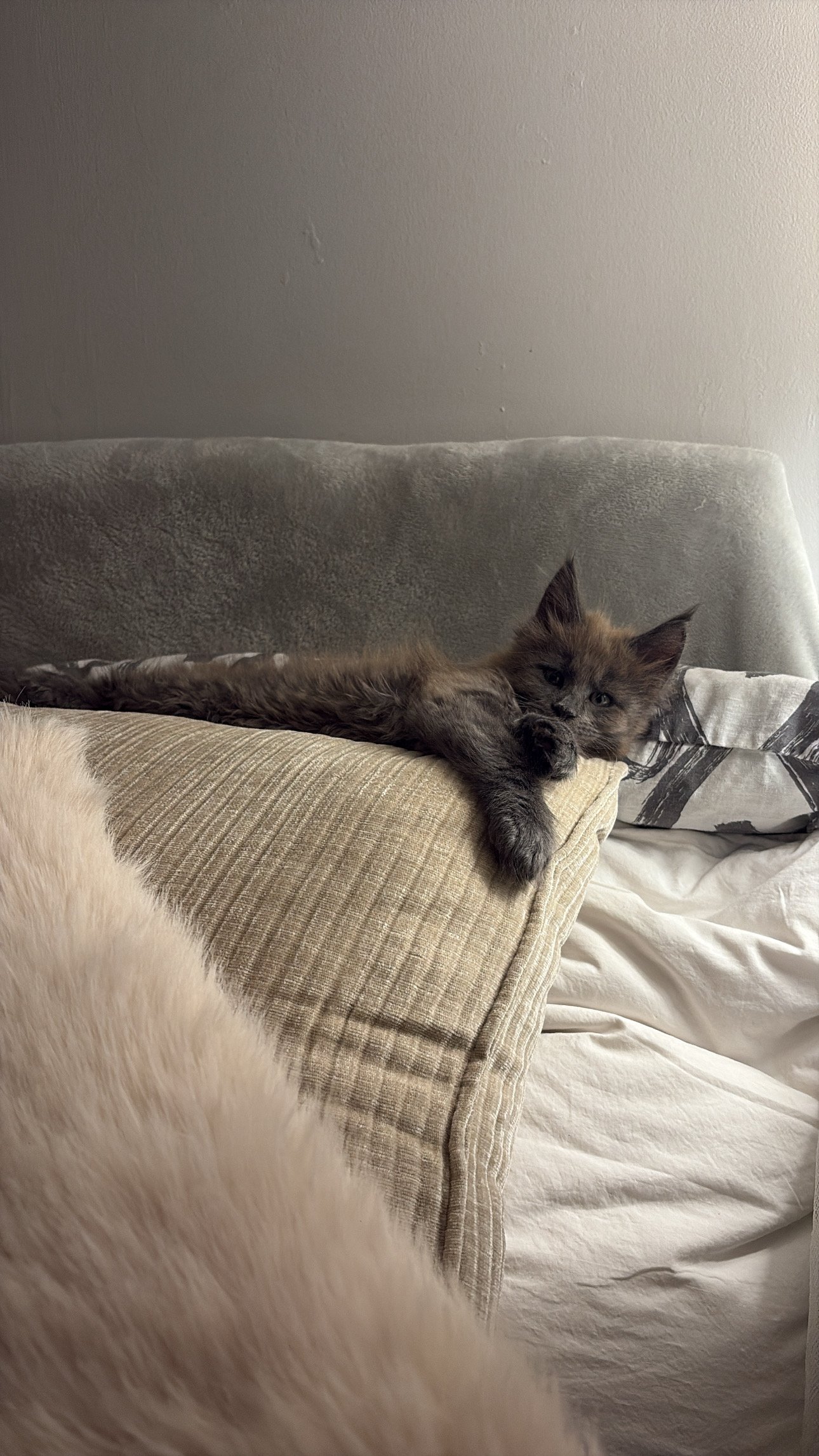 A small fluffy kitten with dark fur relaxing on a pillow on a bed, lying on its side with one paw extended and its head resting on the pillow, with a textured headboard and plain wall in the background.