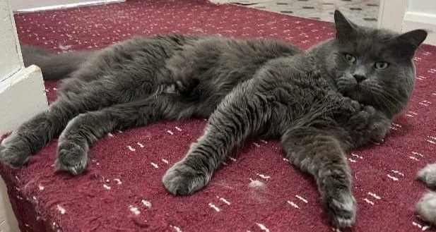 A gray cat lying on a red carpet in a relaxed position.