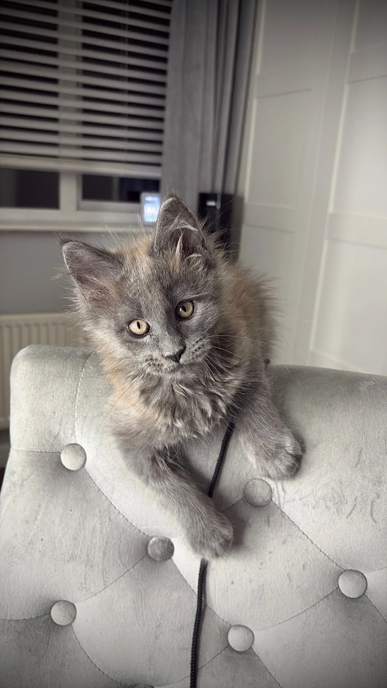 A fluffy gray kitten with yellow eyes sitting on a light gray upholstered surface.
