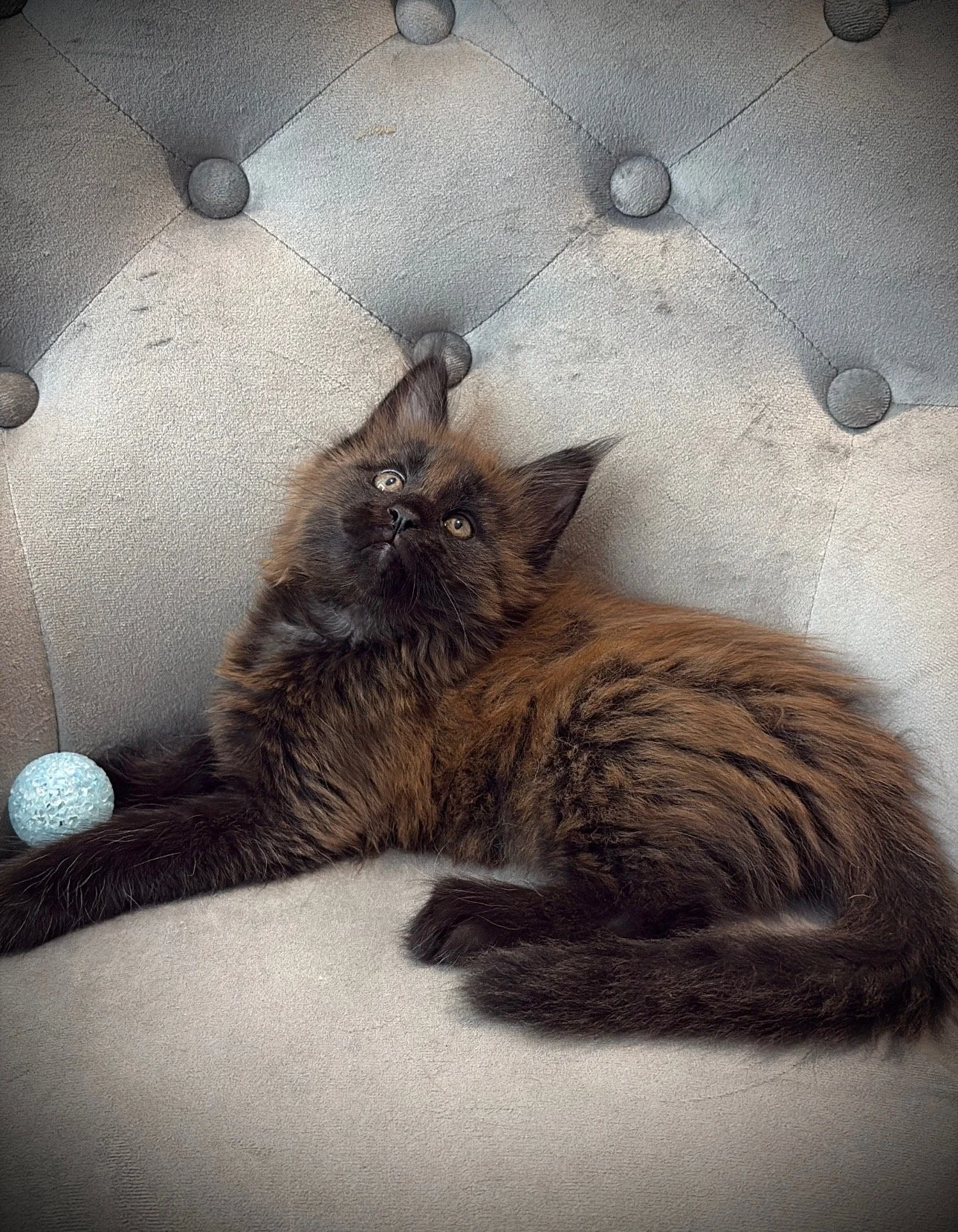 A brown and black fluffy kitten lying on a gray tufted surface, looking up with yellow eyes. There are small decorative balls around it.