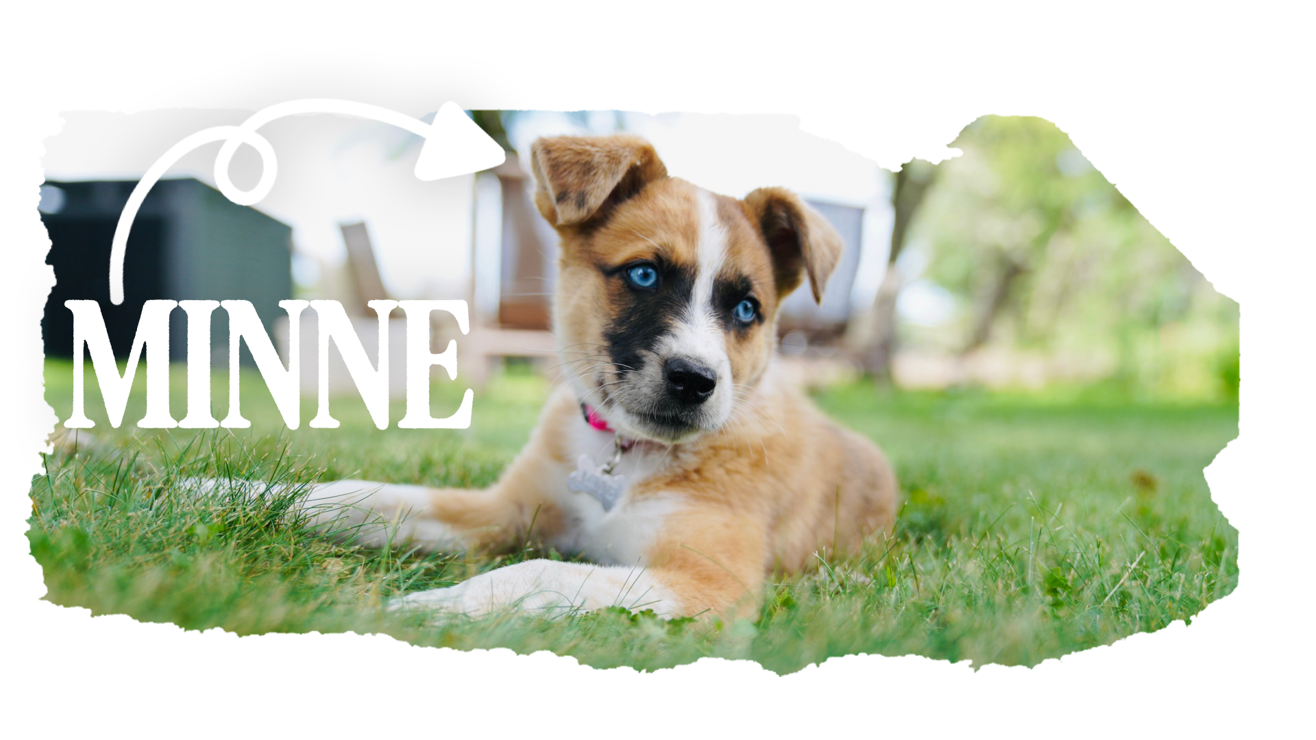 A puppy with blue eyes lying on grass with blurred outdoor background and the word 'MINE' in white text