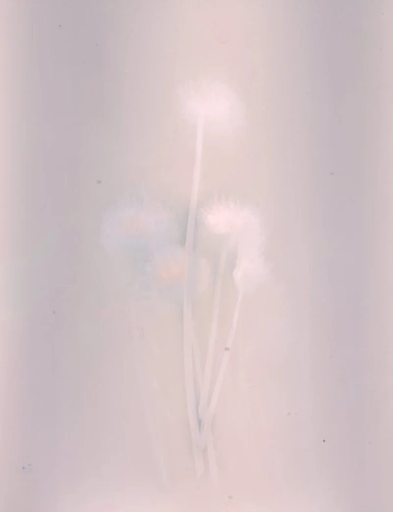 Sun Print © 2026 Helene-3.jpeg