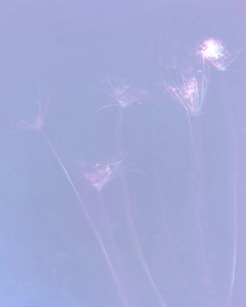 Sun Print © 2026 Helene-10.jpg