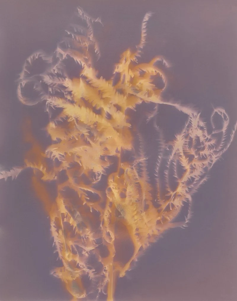 Sun Print © 2026 Helene-19.jpg