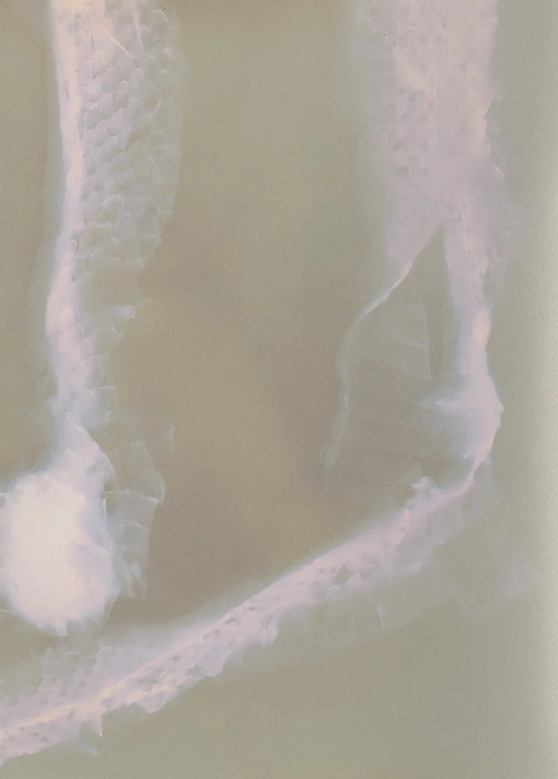 Sun Print © 2026 Helene-29.jpg