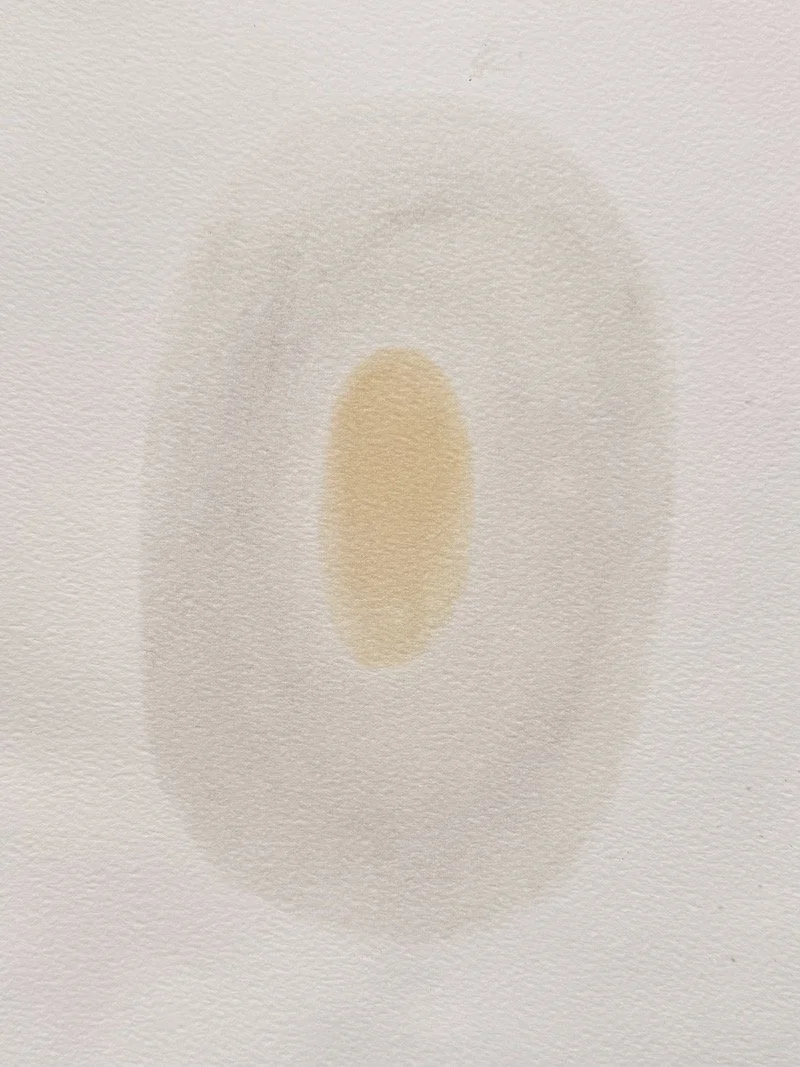 Anthotype © 2026 Helene-19.jpeg