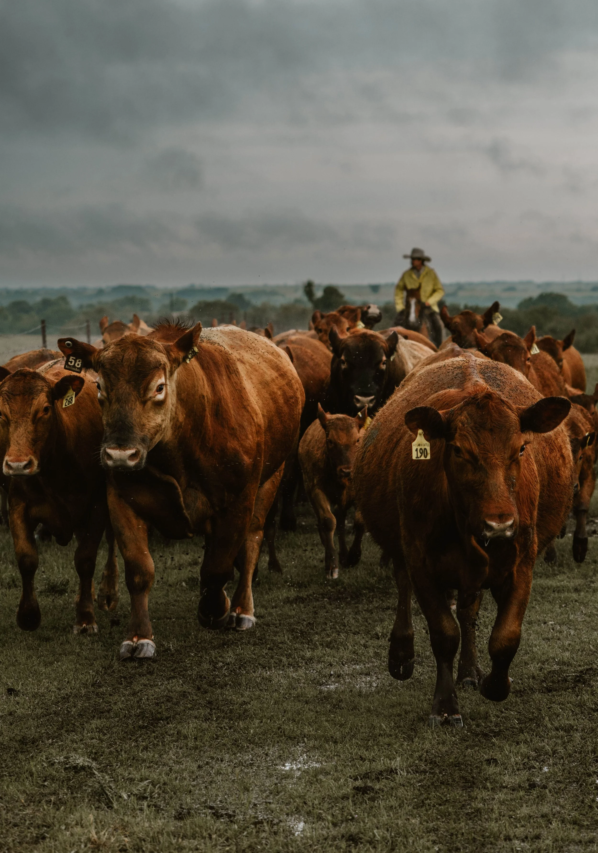 Herd.jpg