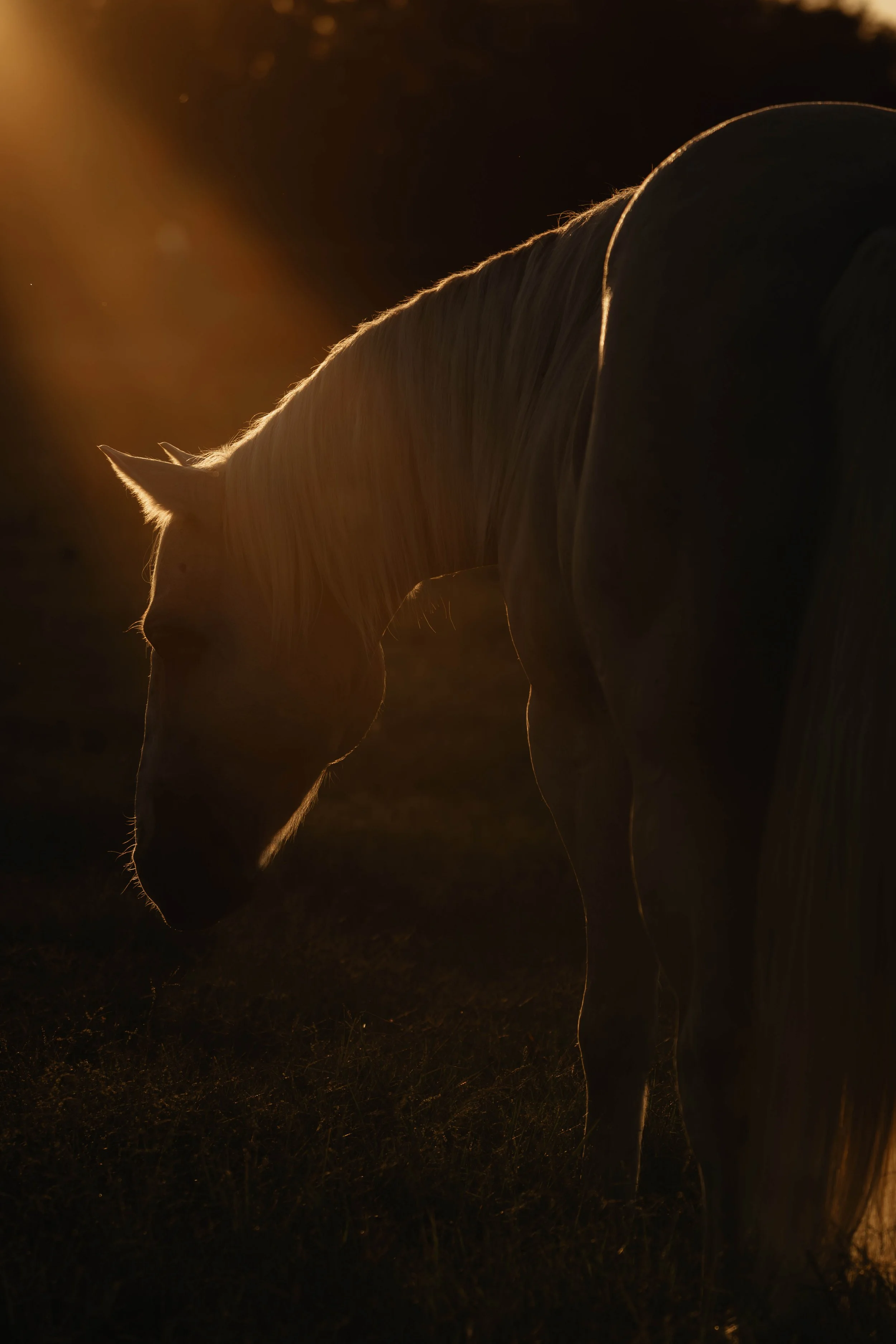 backlit final.jpg