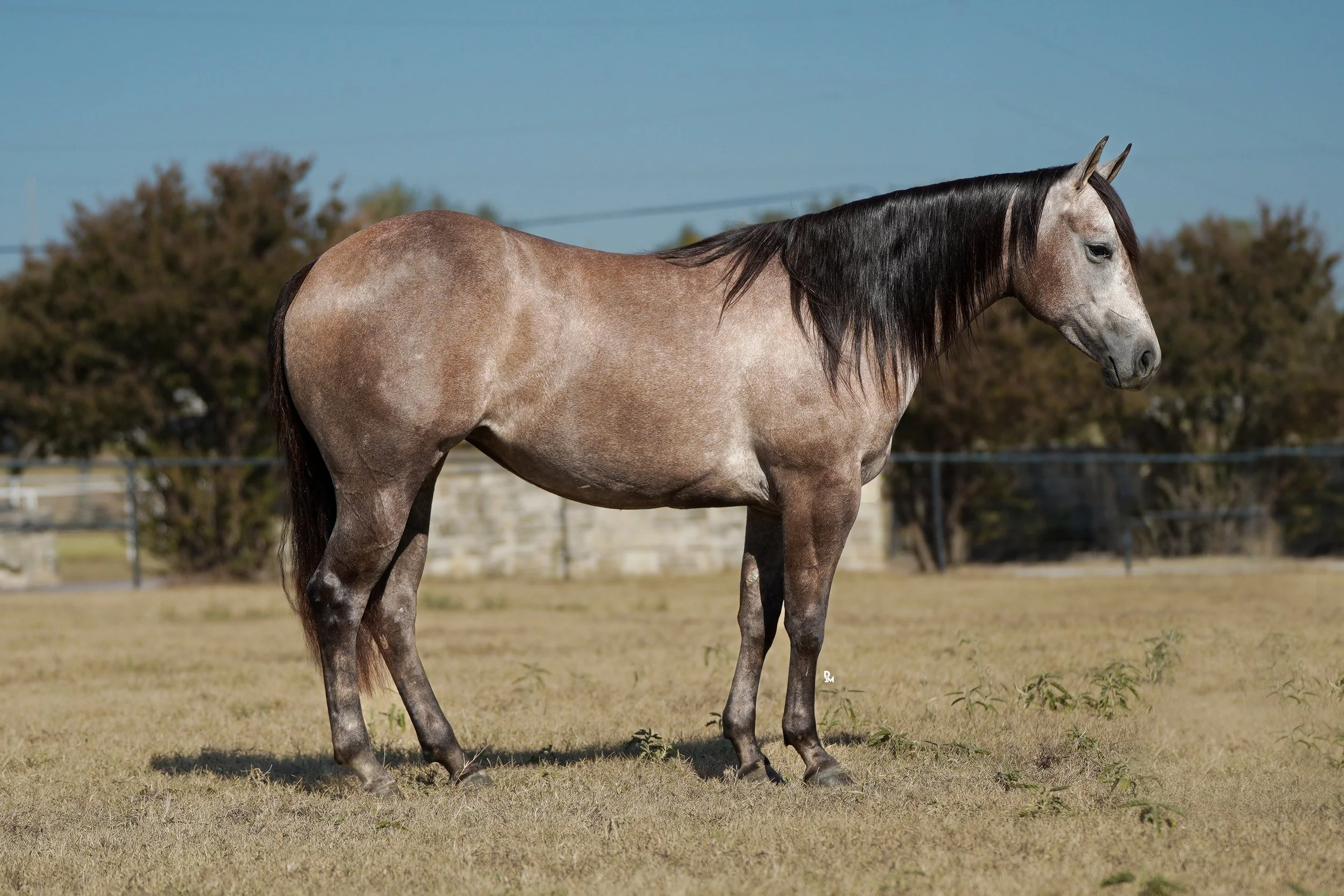 Grey Mare 3.jpg