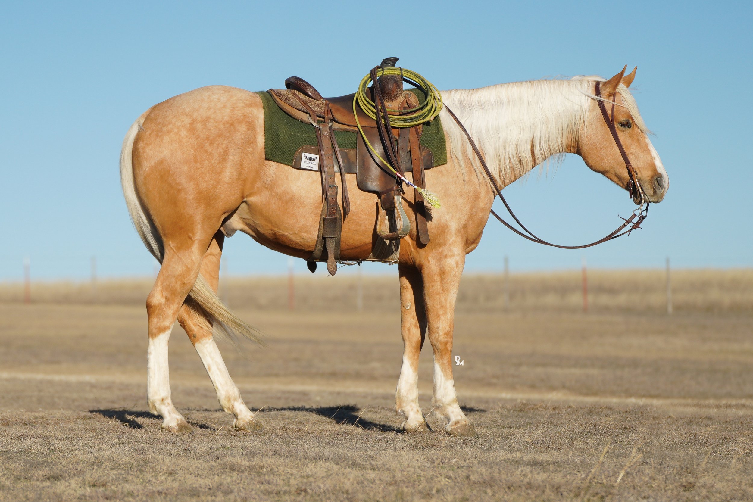 Palomino 5.jpg