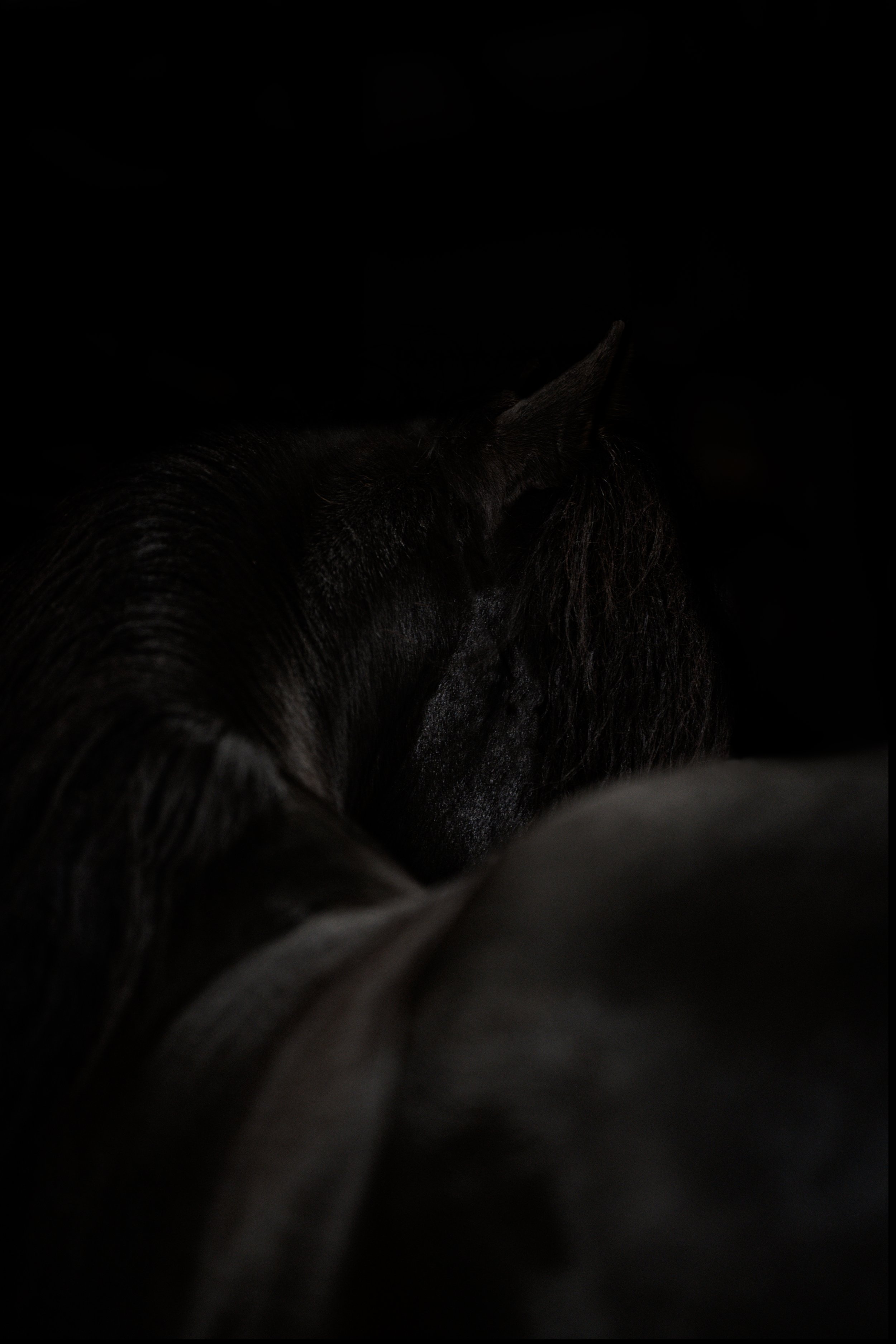 friesian jpg final.jpg