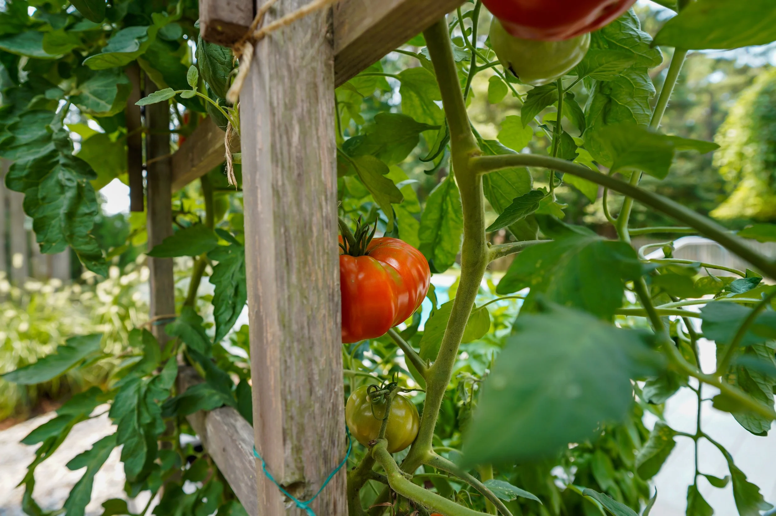Green tomato plant growing on a trellis with a ripe red tomato and green tomatoes in the background.