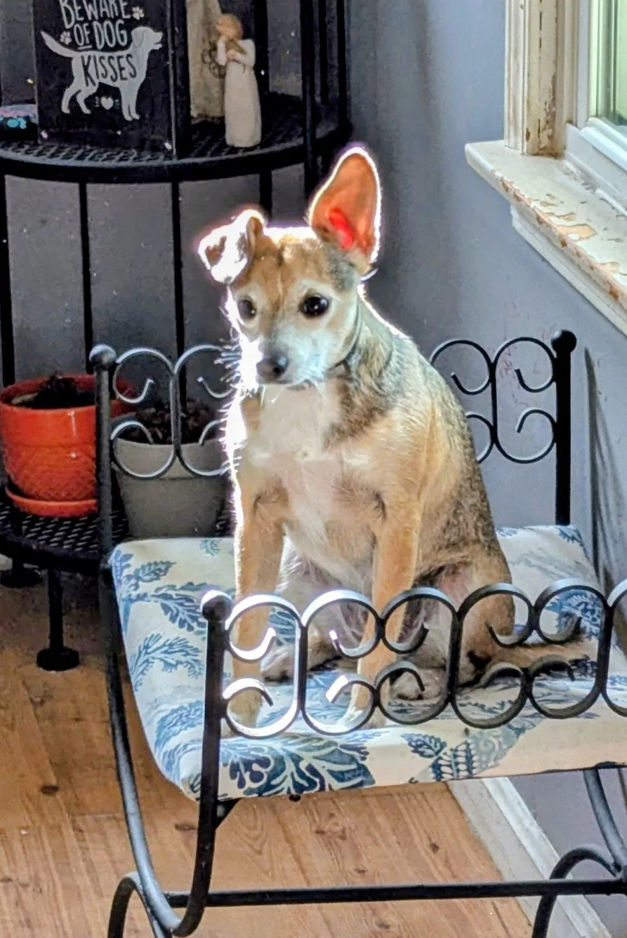 A small dog with large ears sitting on a decorative metal bench indoors, with sunlight shining on it. In the background, there is a shelf with a sign that says 'Beware of Dog Kisses' and a small figurine.