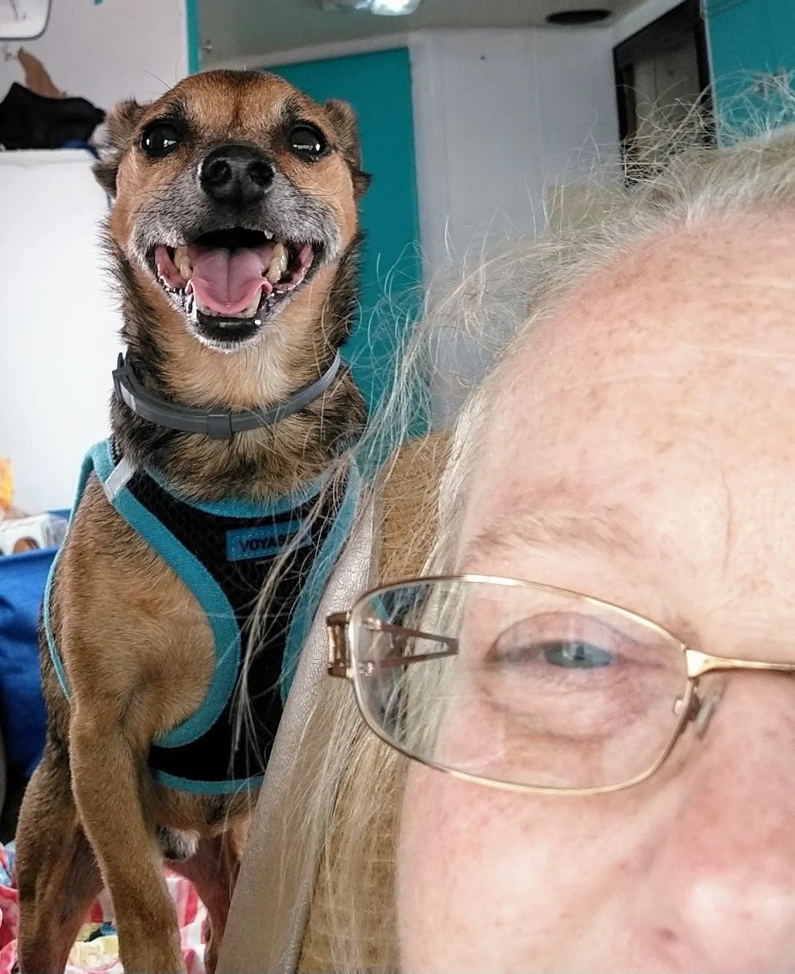 A happy brown dog with black markings on its face, wearing a blue harness and collar, smiling with its mouth open next to a person with glasses, partially visible in the frame.
