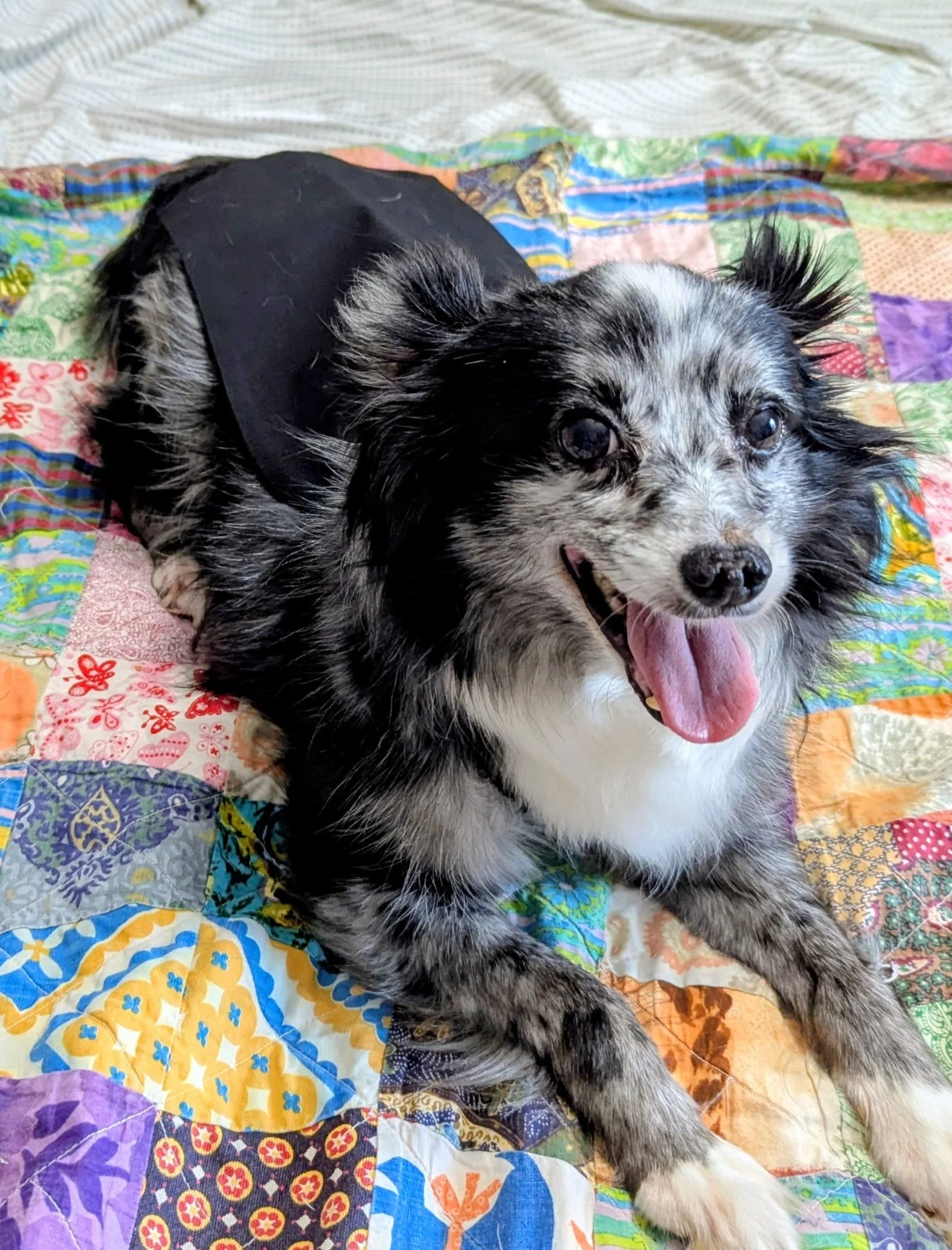 A happy Australian Shepherd dog with a merle coat pattern, lying on a colorful quilt, with its tongue hanging out and wearing a black harness.