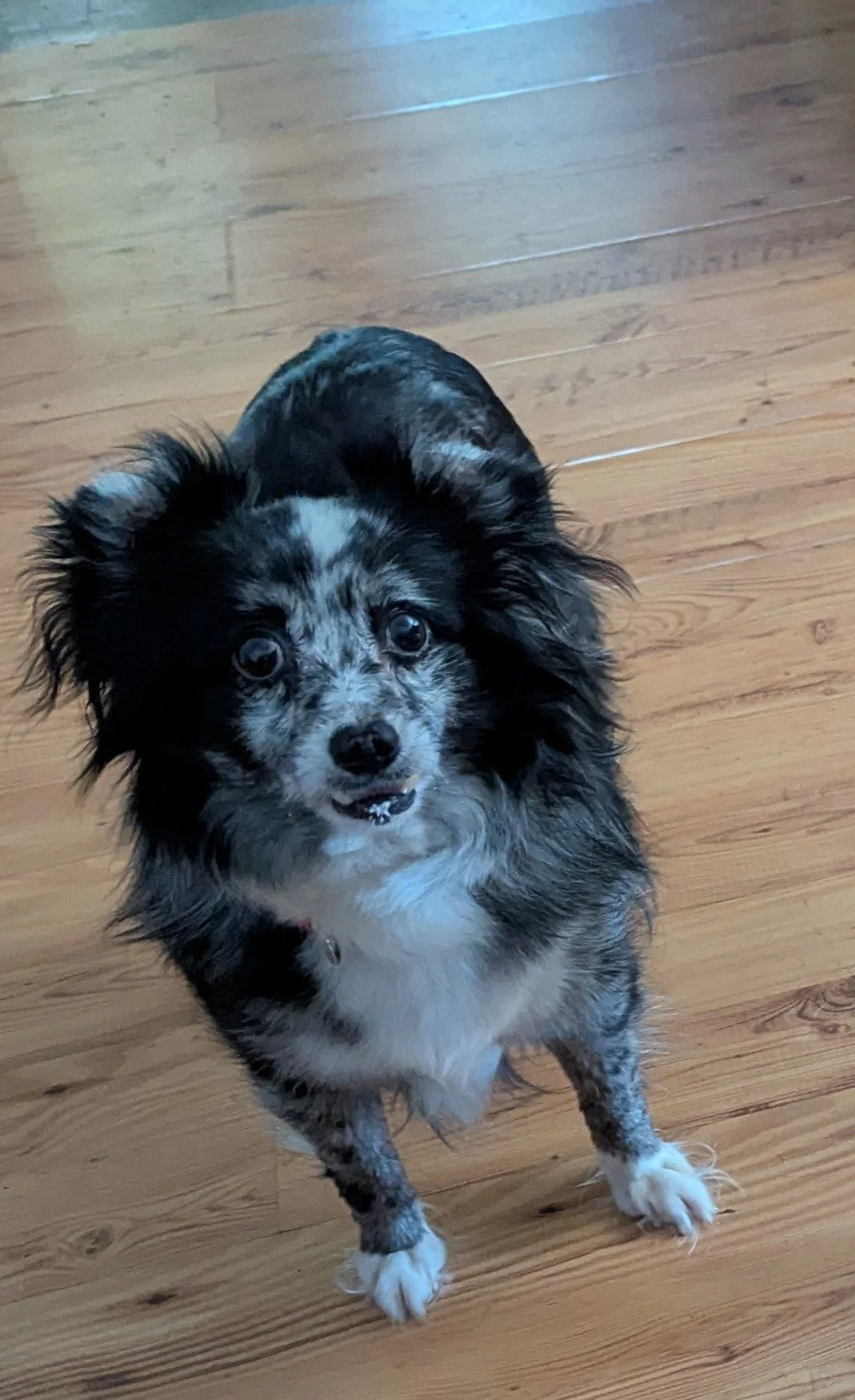 A small dog with a merle coat pattern and long floppy ears, standing on a wooden floor and looking up at the camera.
