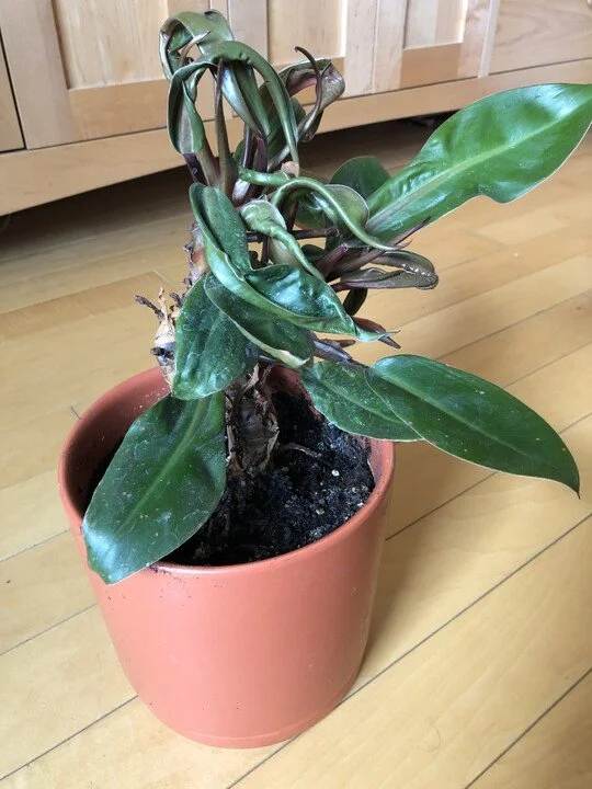 Life Lessons from a Houseplant
