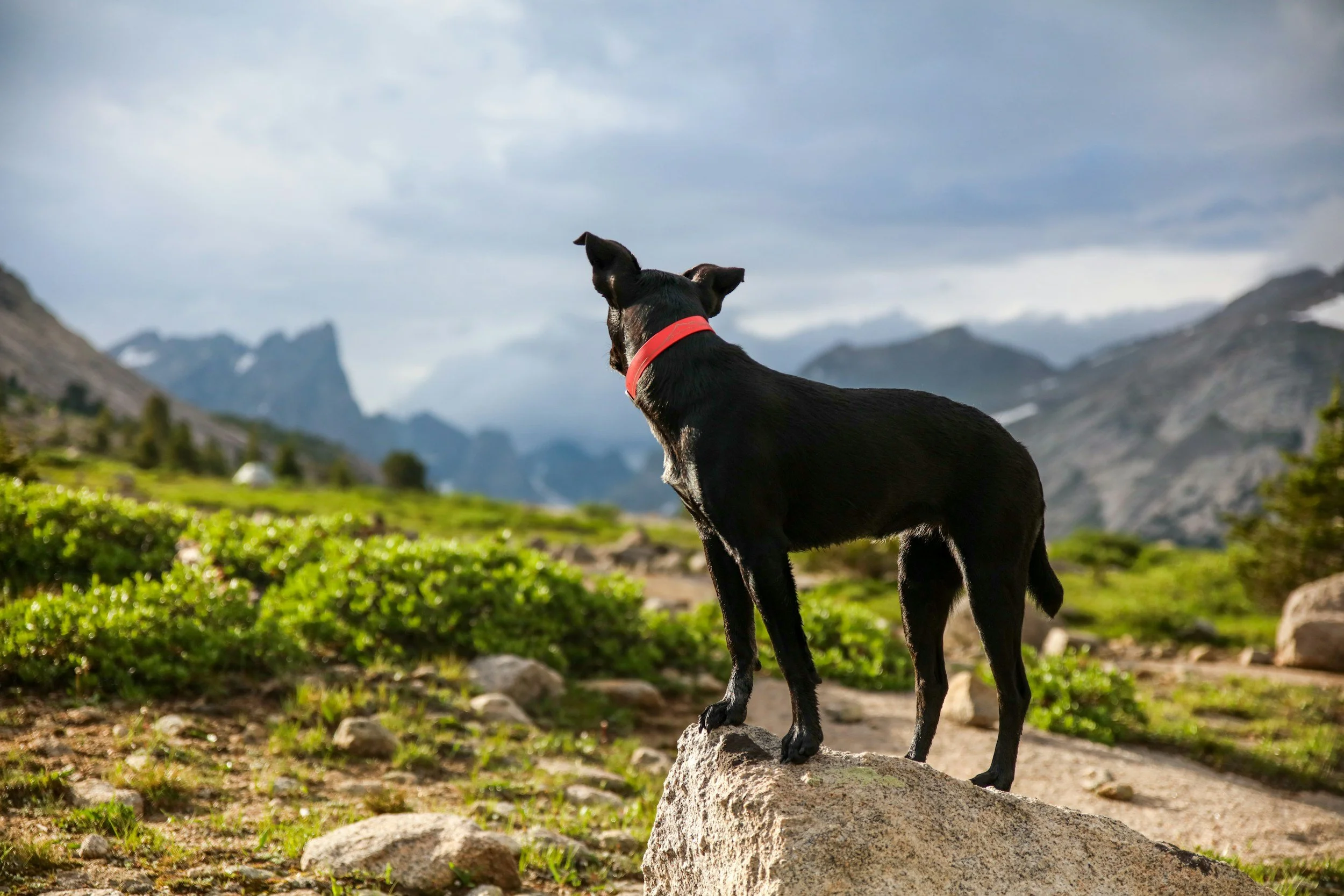 A black dog with a red collar standing on a rock in a mountainous landscape with cloudy sky.
