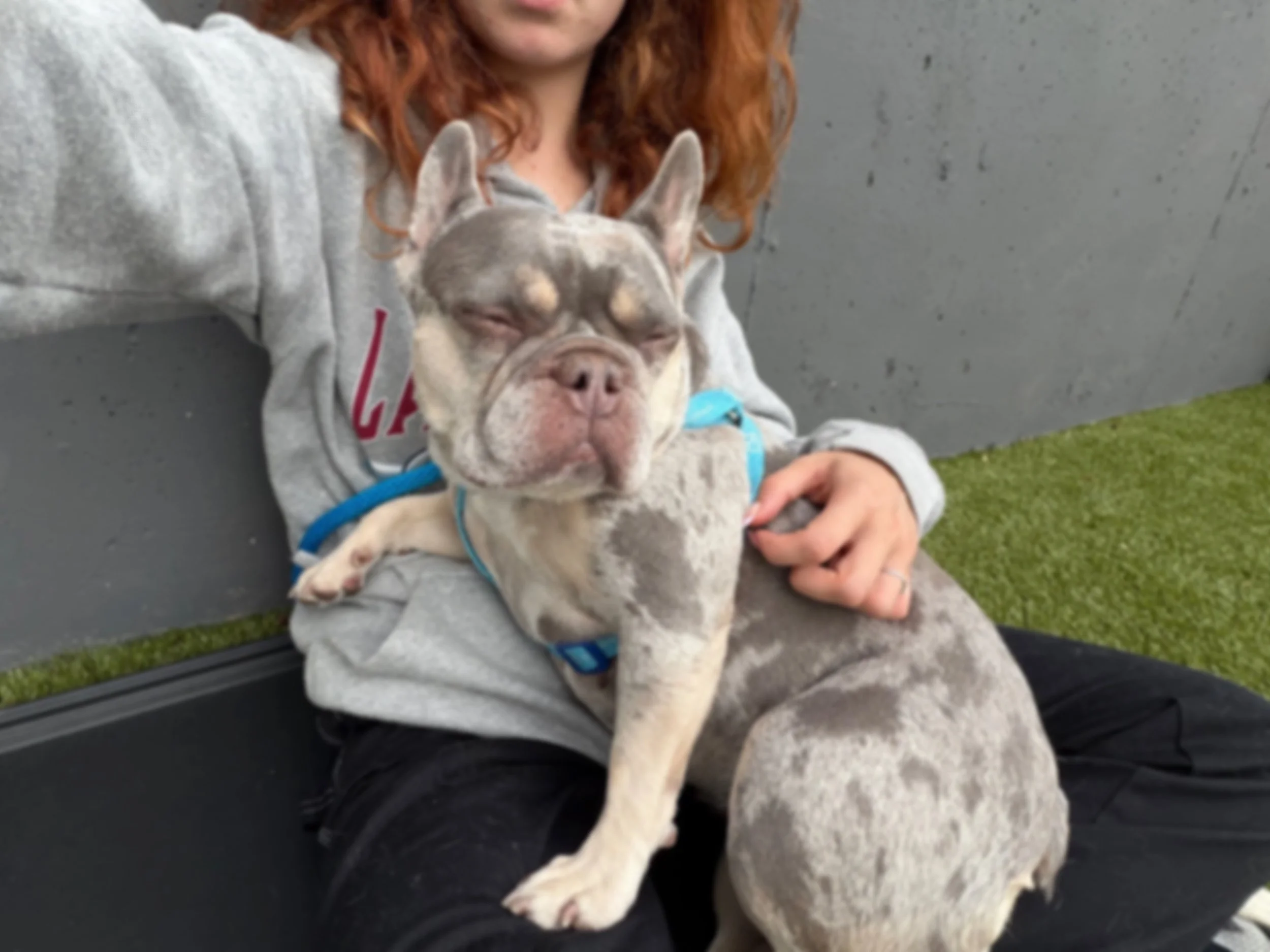 A woman with red hair sitting on a bench, hugging a sleeping Bulldog puppy with a blue harness.